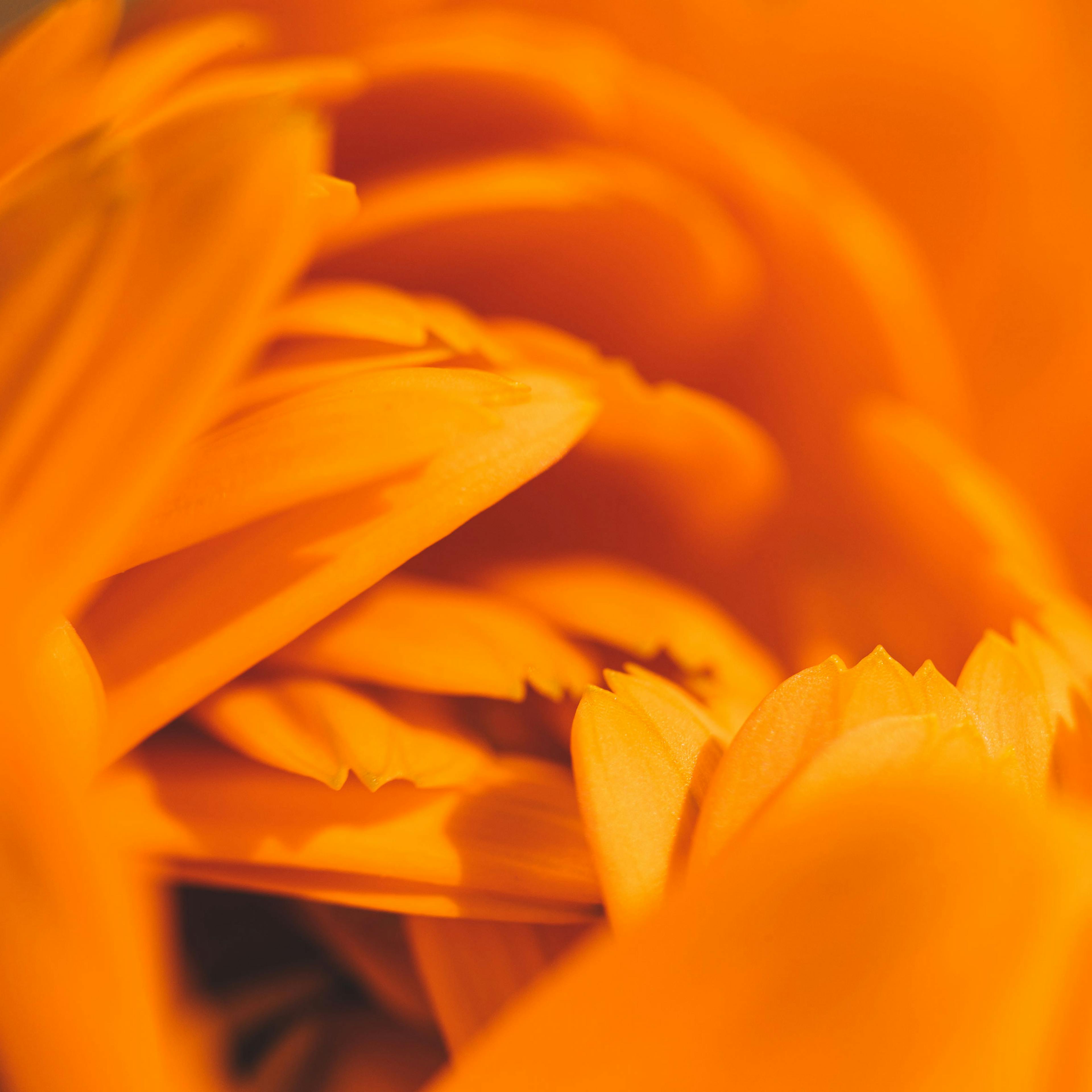fleur homéopathique - calendula