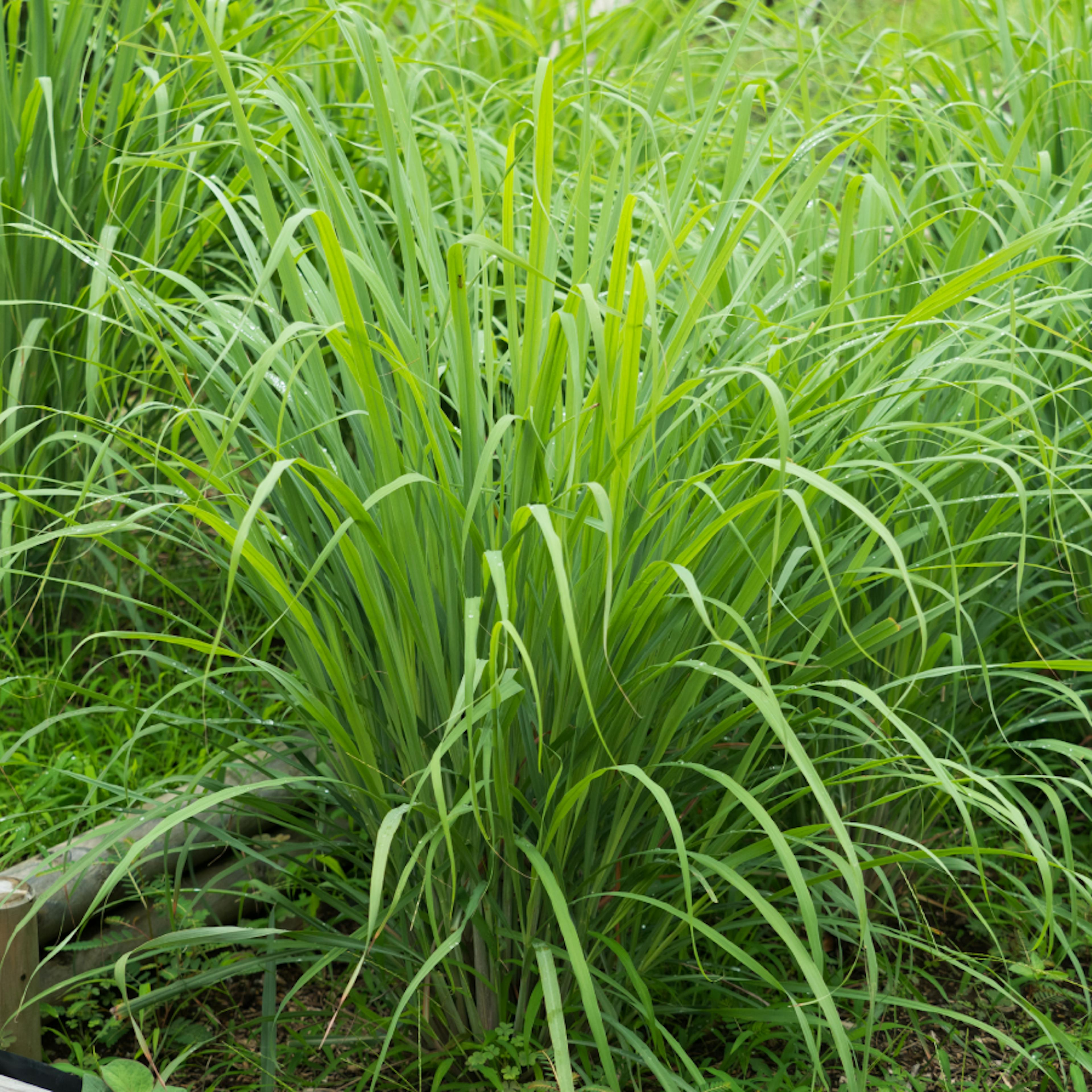 citronnelle