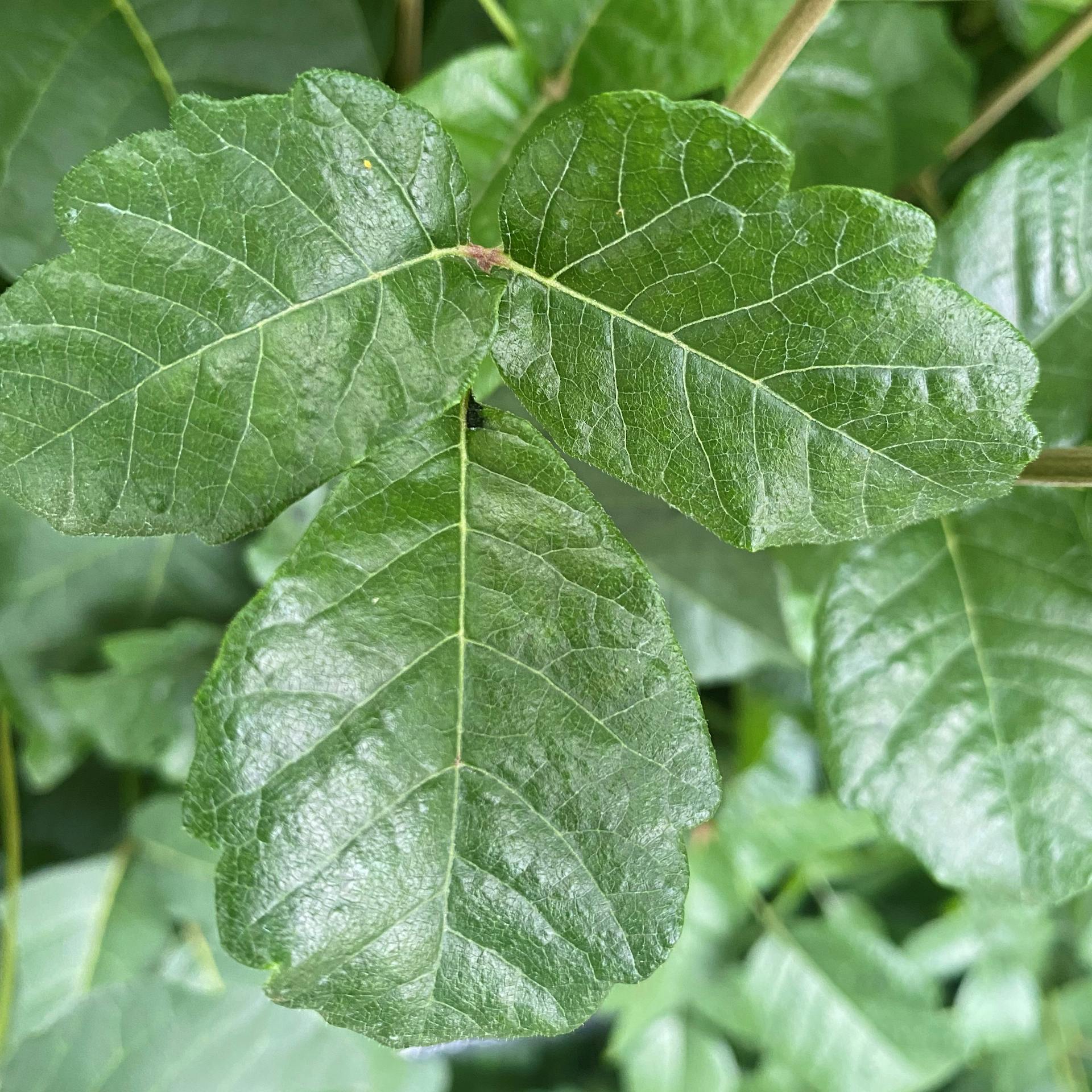 Le Sumac vénéneux cette plante allergisante qui porte bien son nom