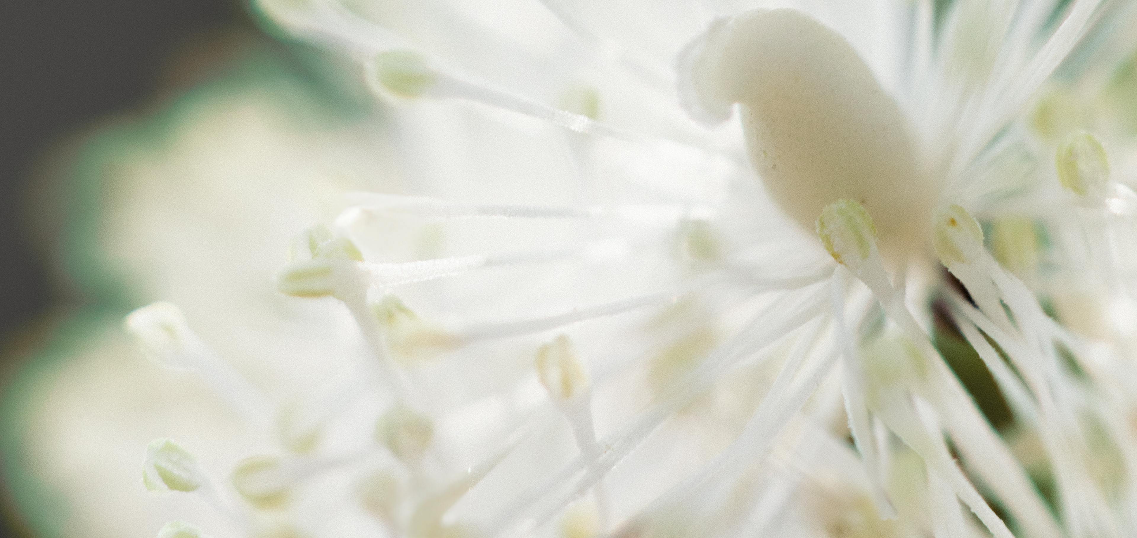 Actaea Racemosa Boiron