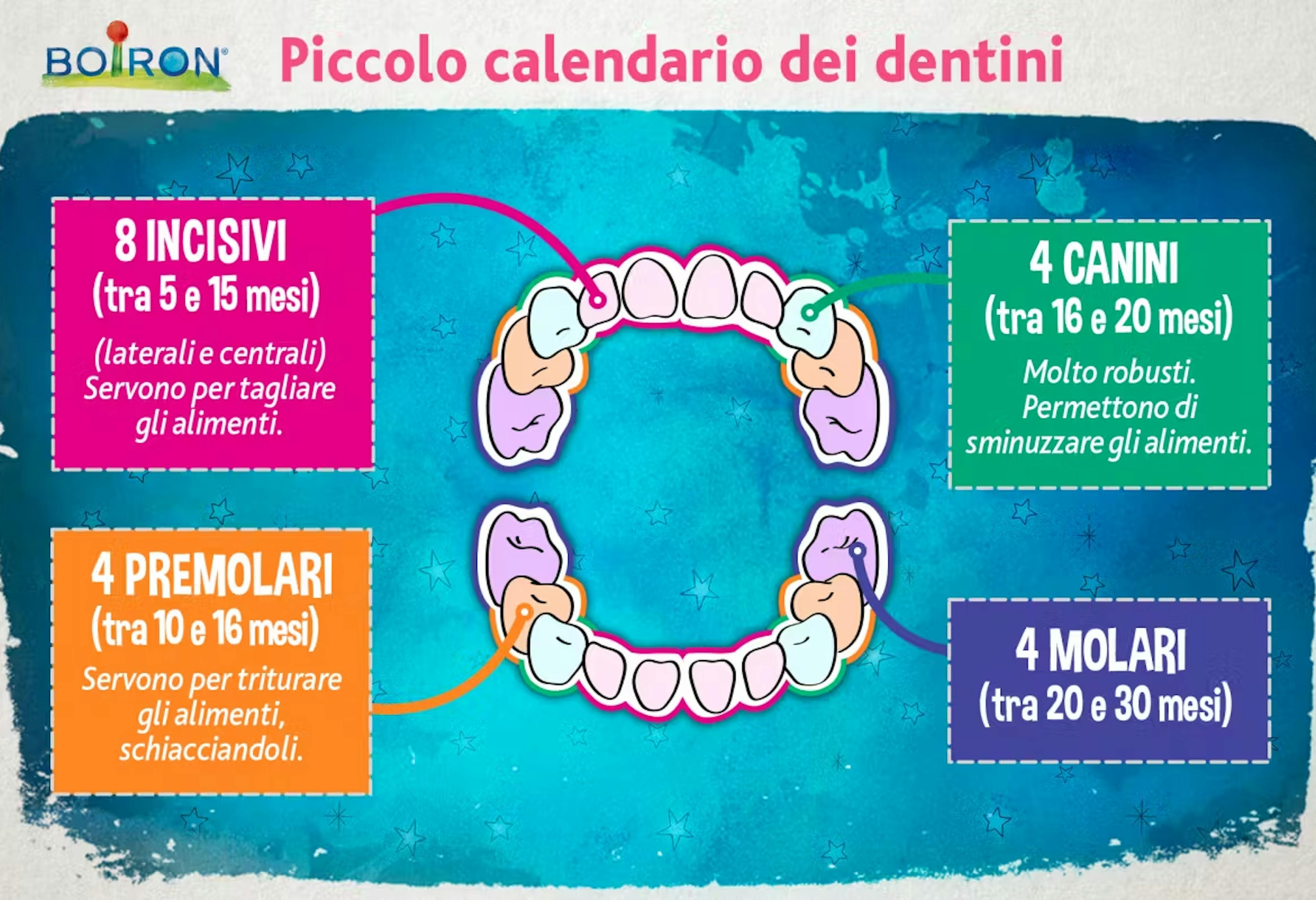 calendario dentizione neonato