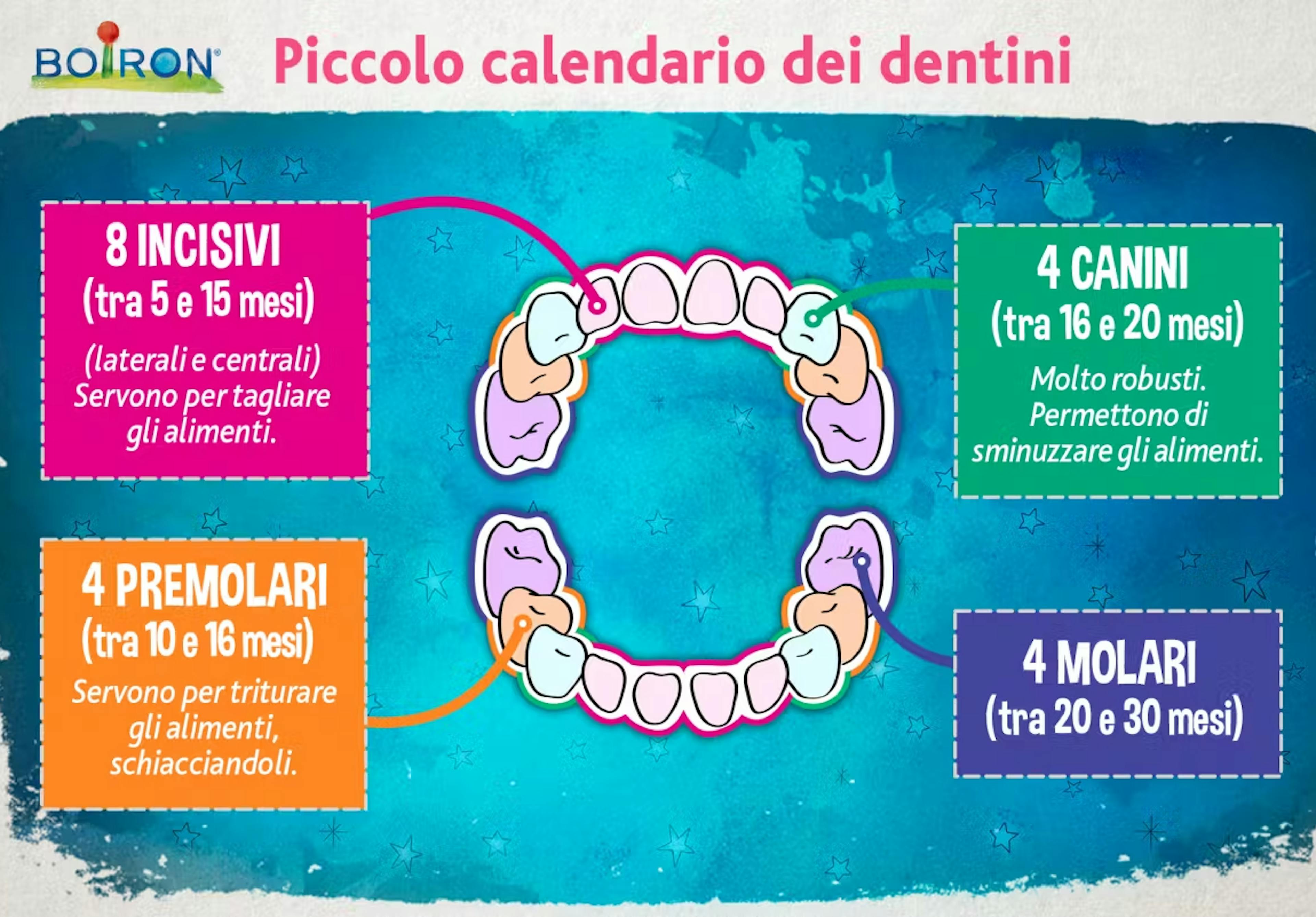 calendario dentizione neonato