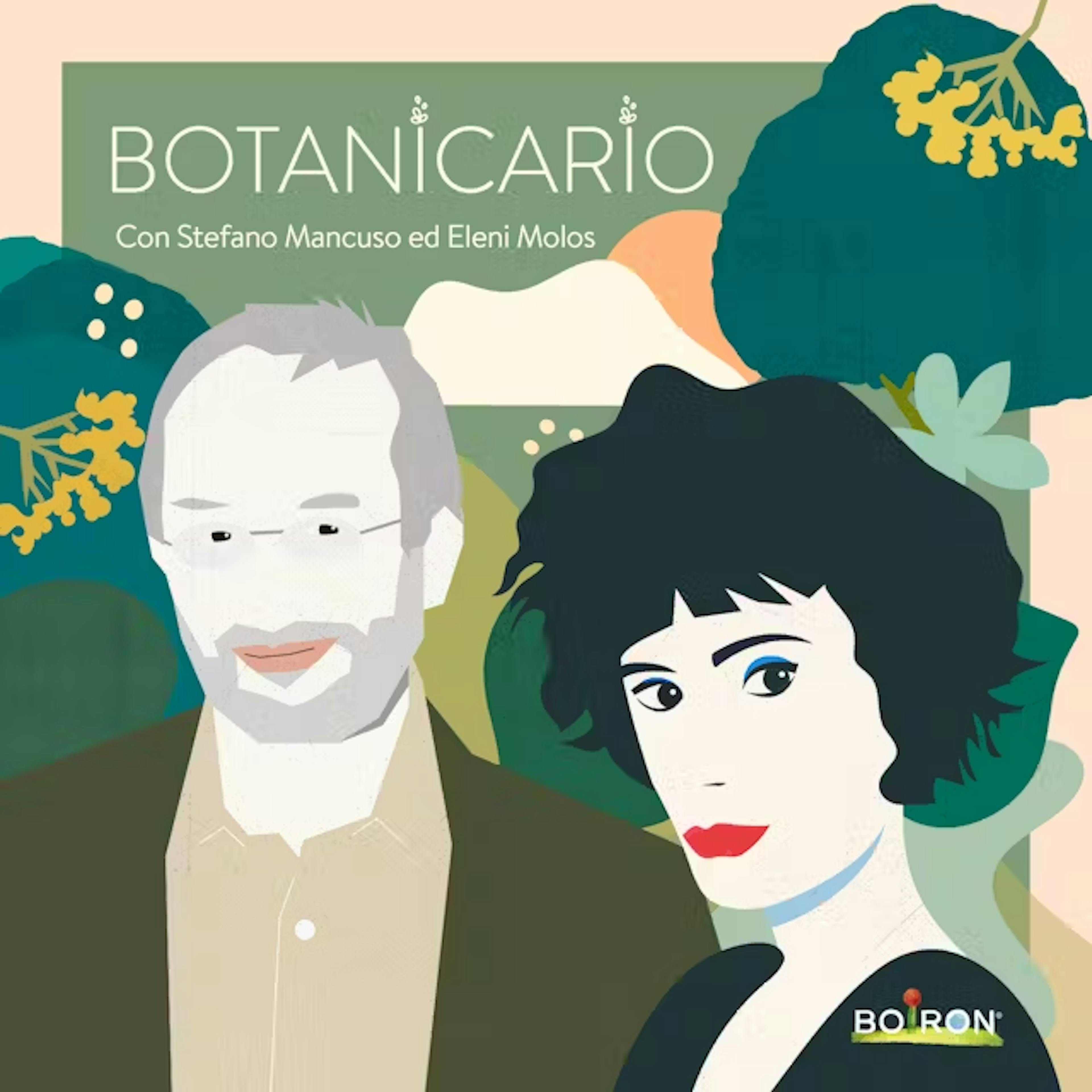 botanicario pilosella