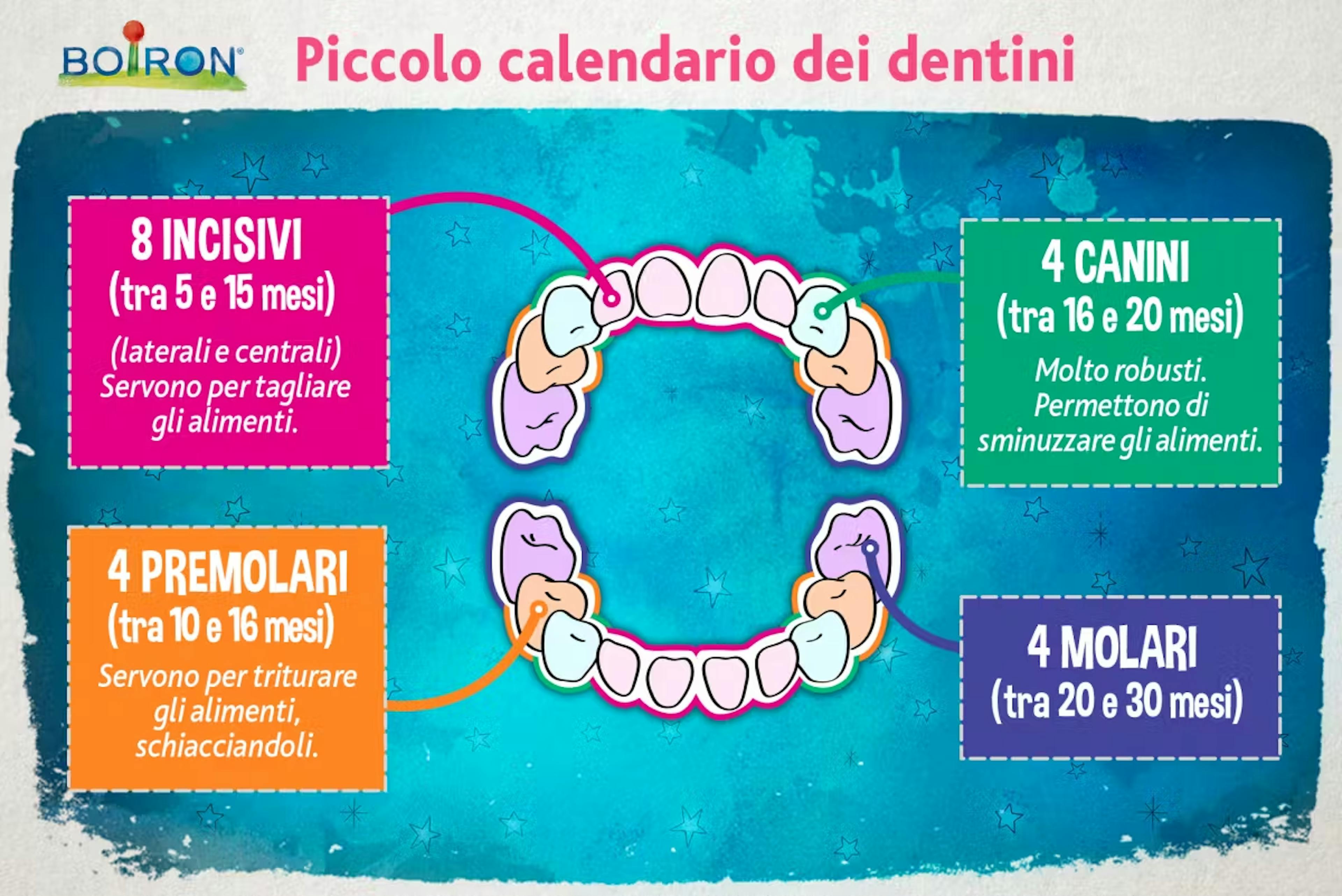 calendario dentizione neonato