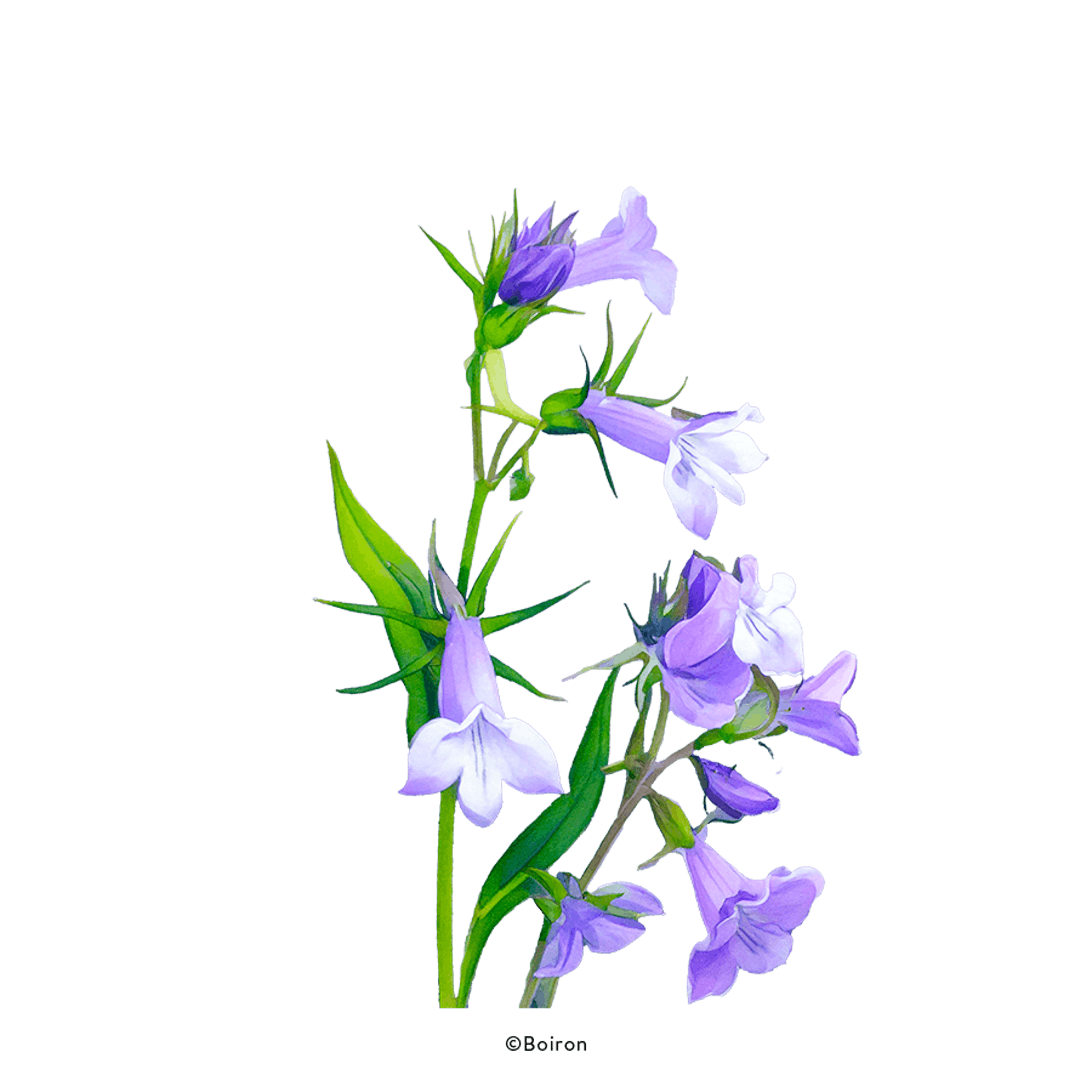 lobelia-inflata boiron