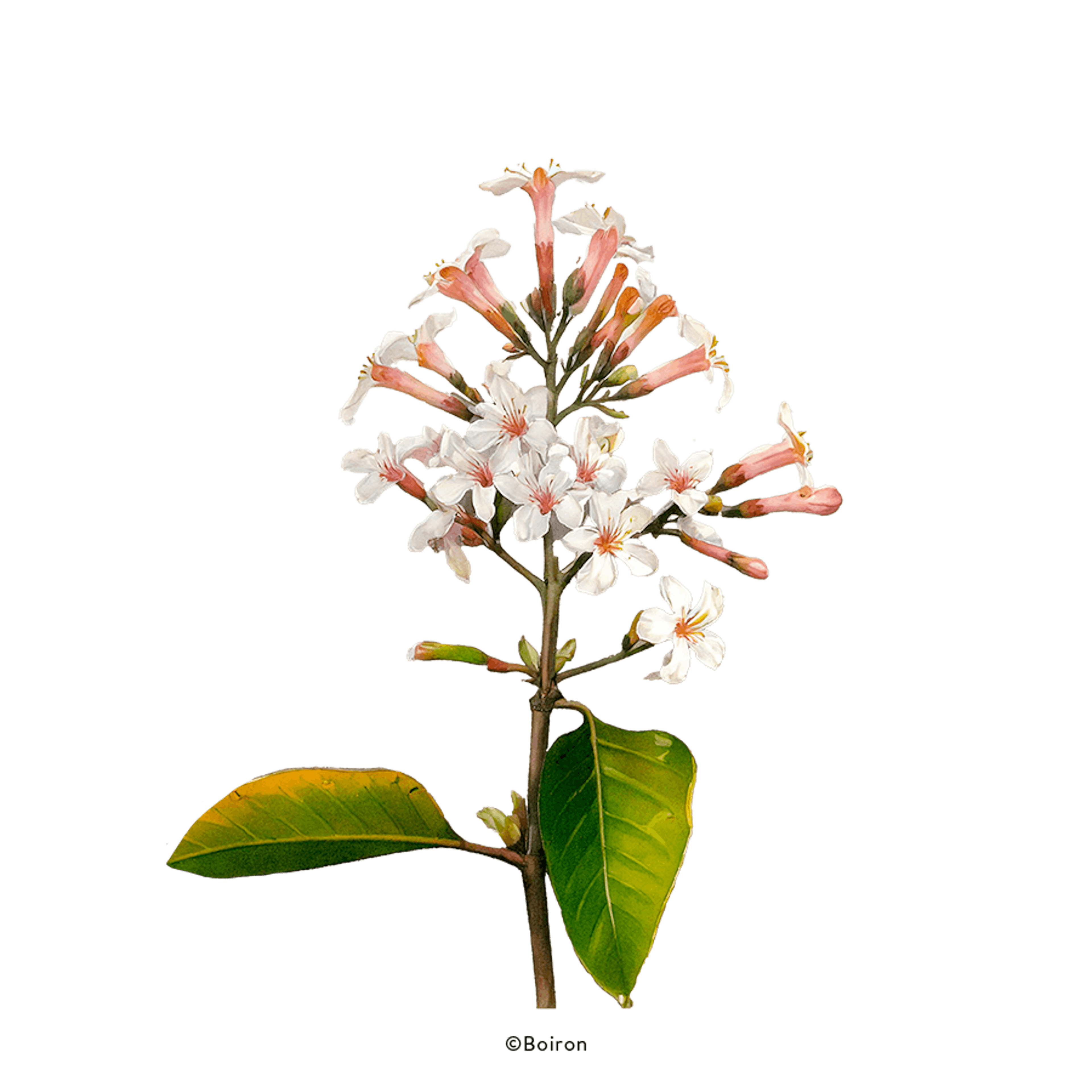 cinchona boiron