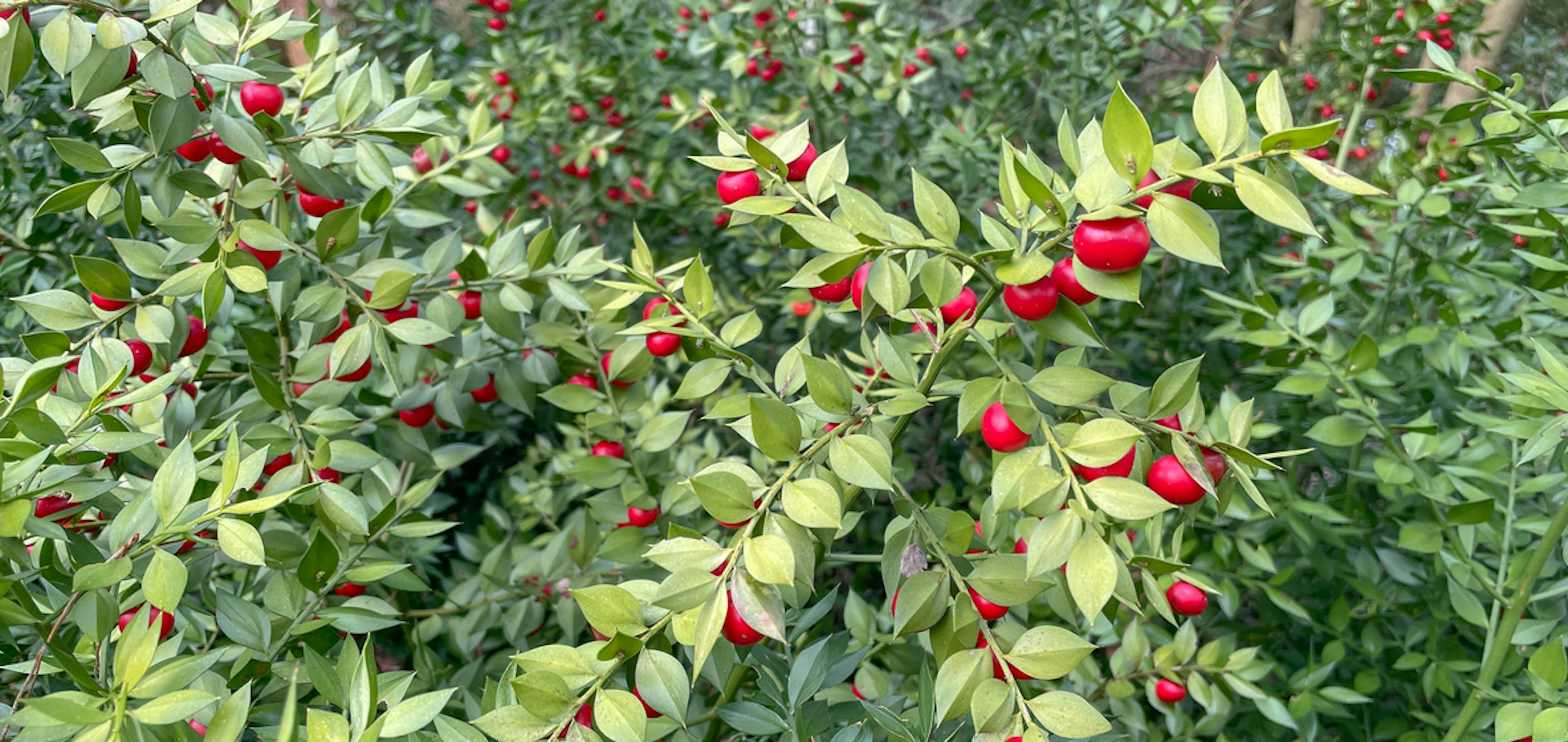 Cespuglio di ruscus aculeatus o pungitopo