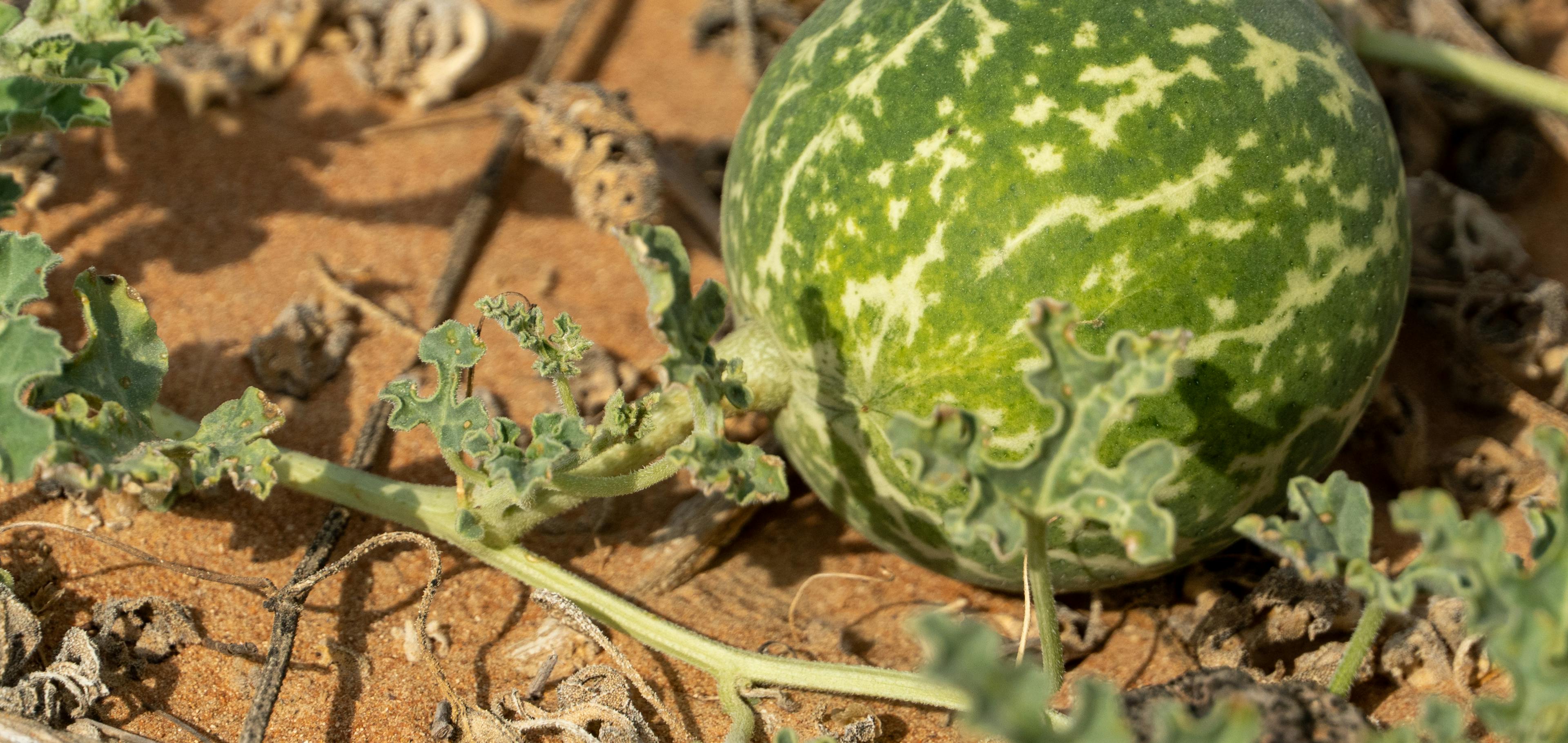coloquinte officinale Laboratoires Boiron