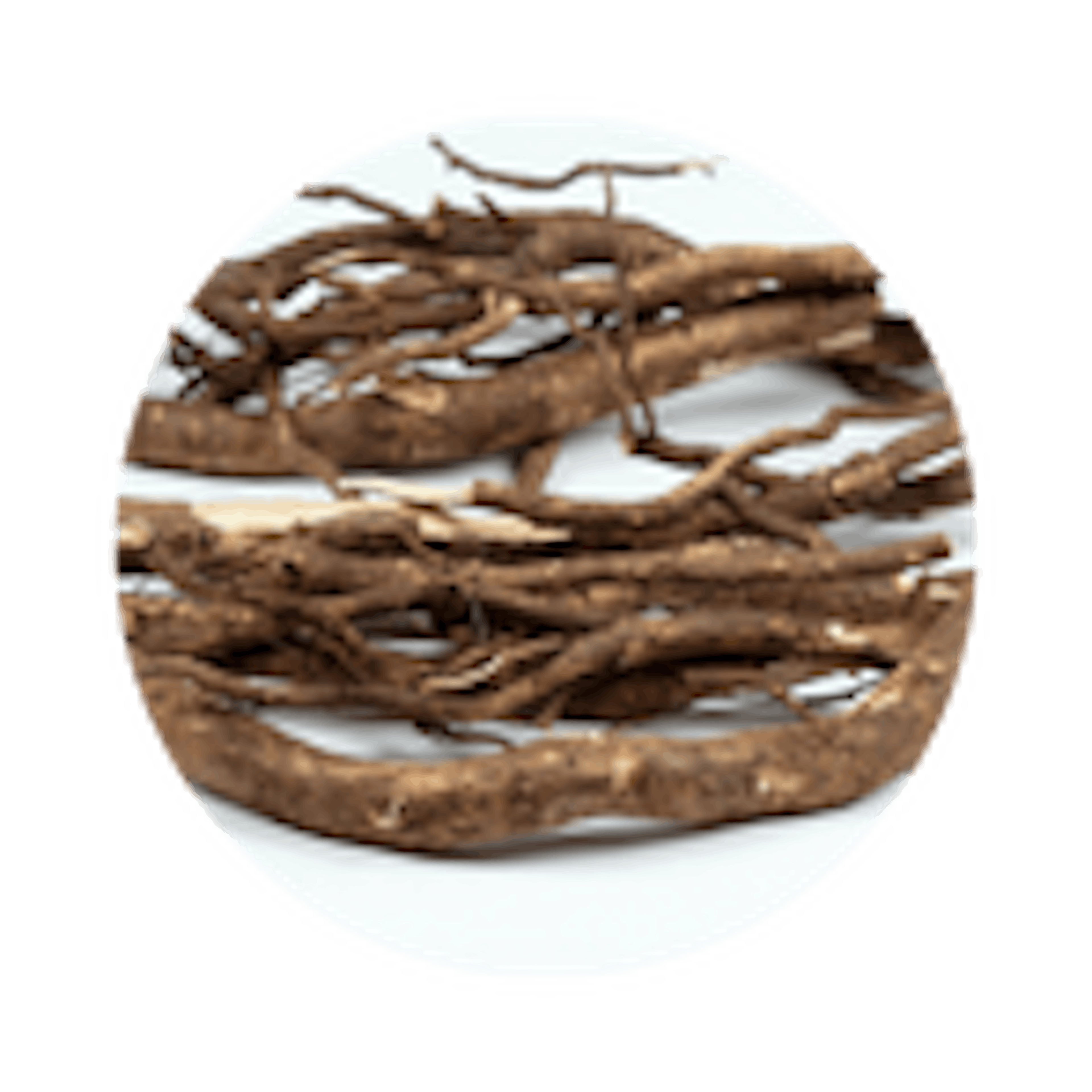 Ginseng sibérien