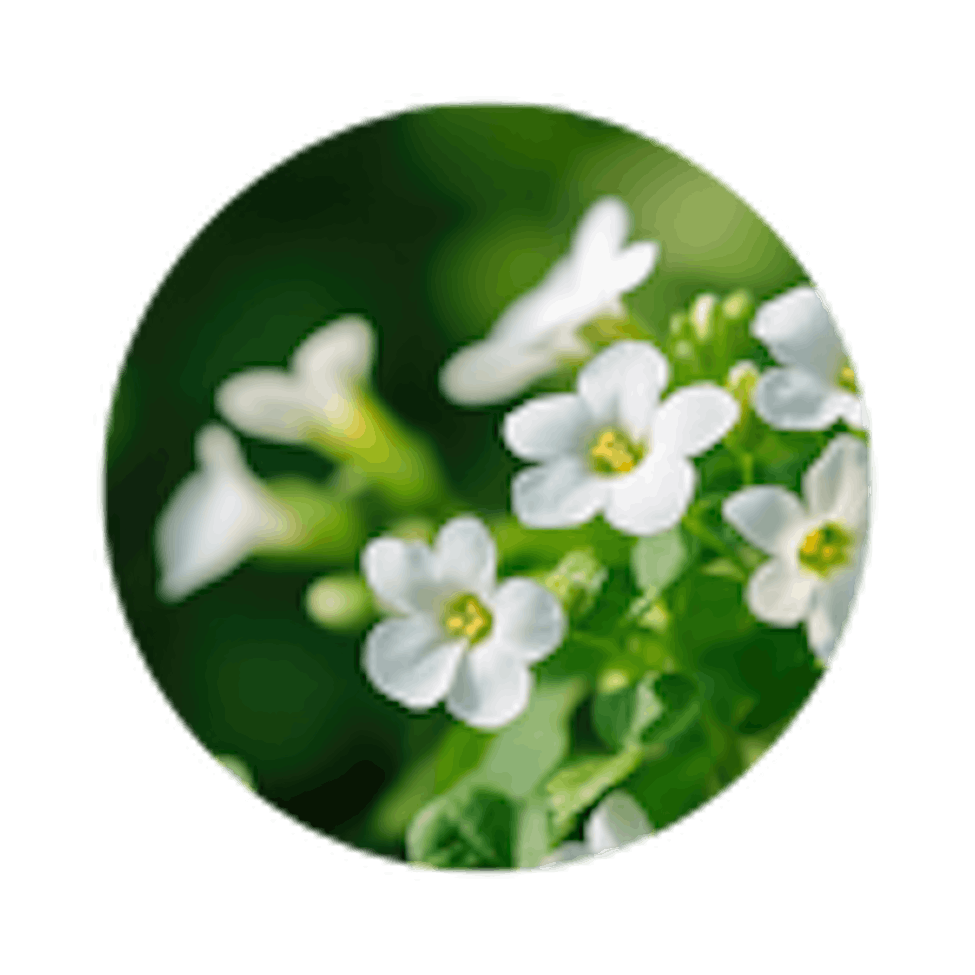 Bacopa