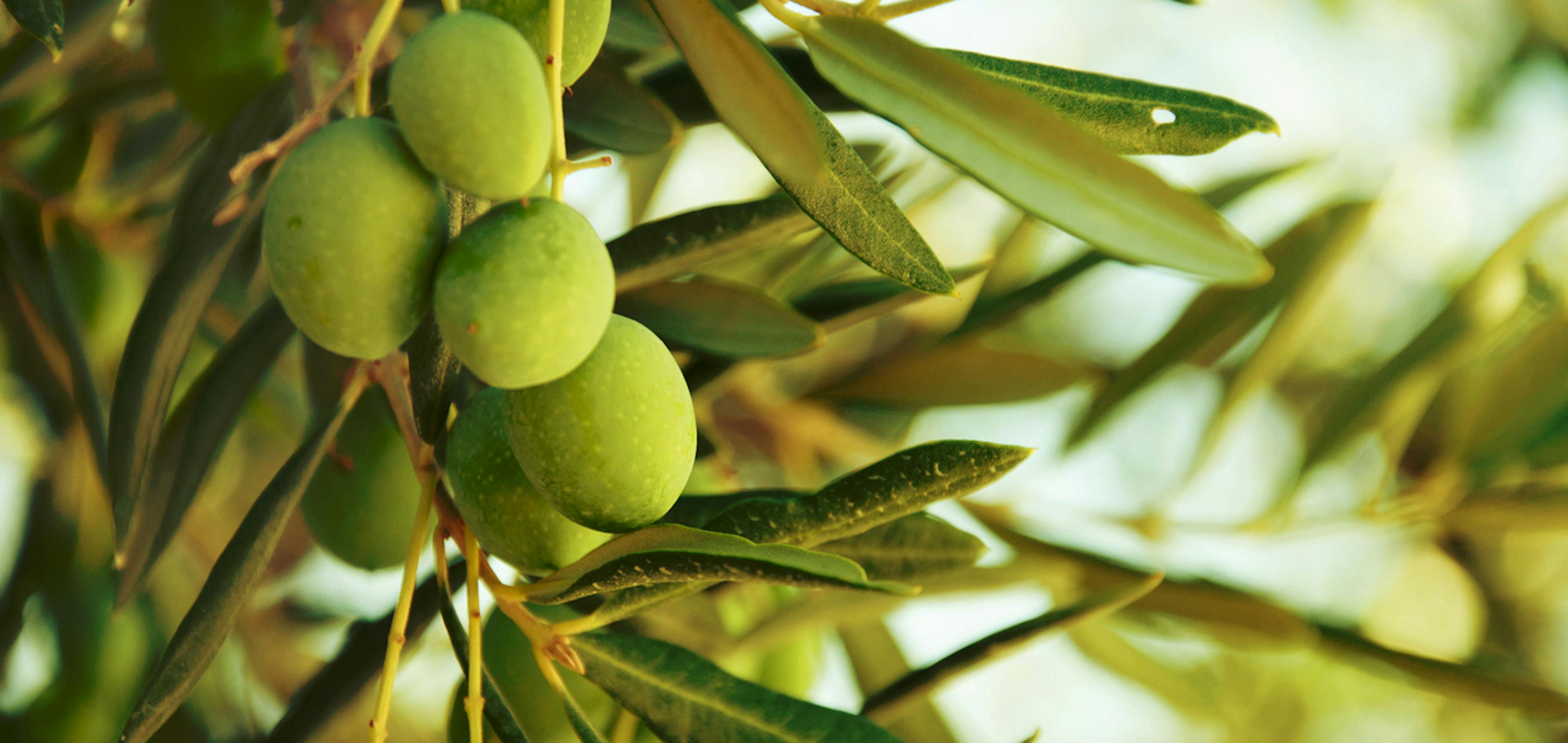 Foglie di olivo dalle proprietà curative