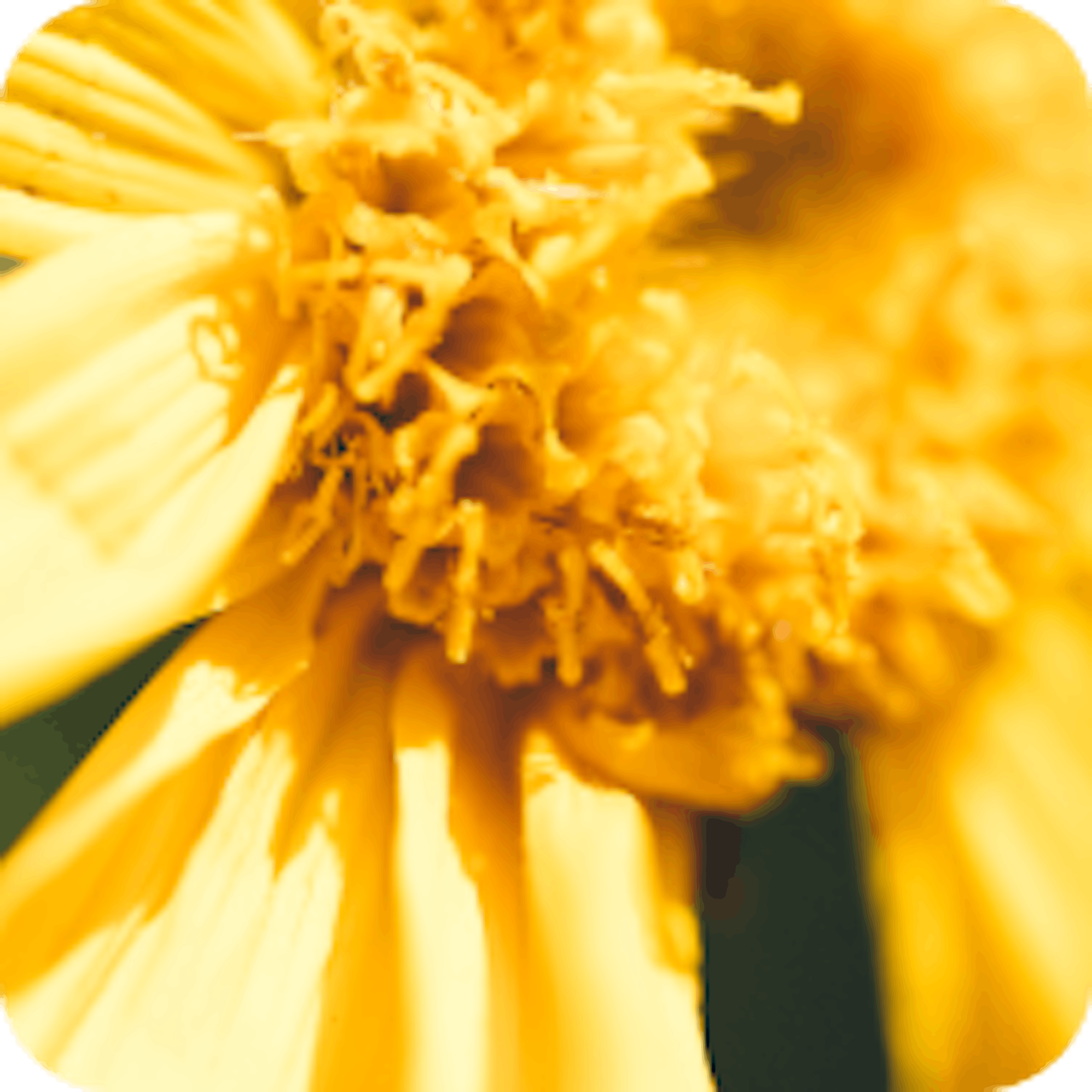 Arnica matière première Boiron