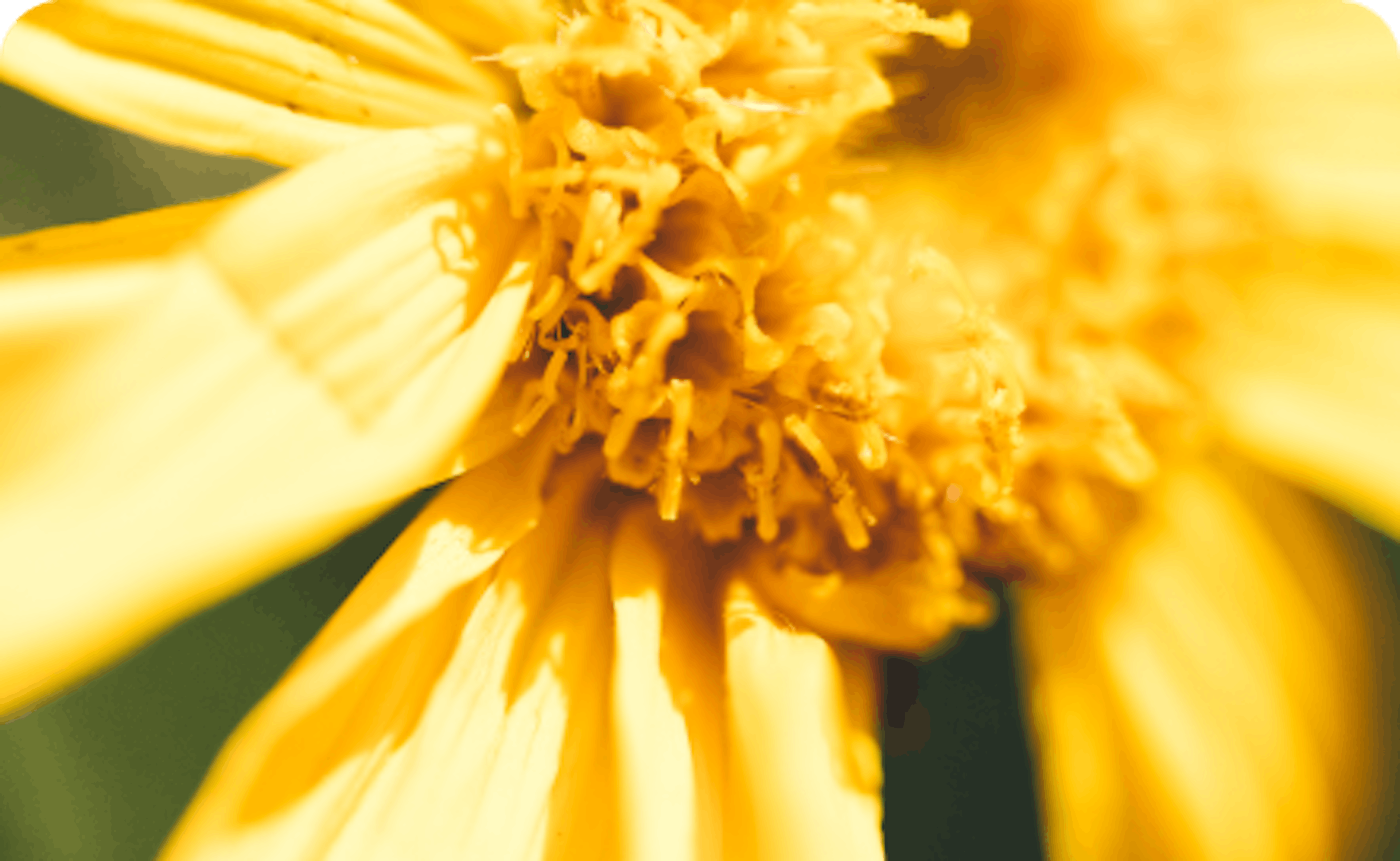 Arnica Montana Boiron