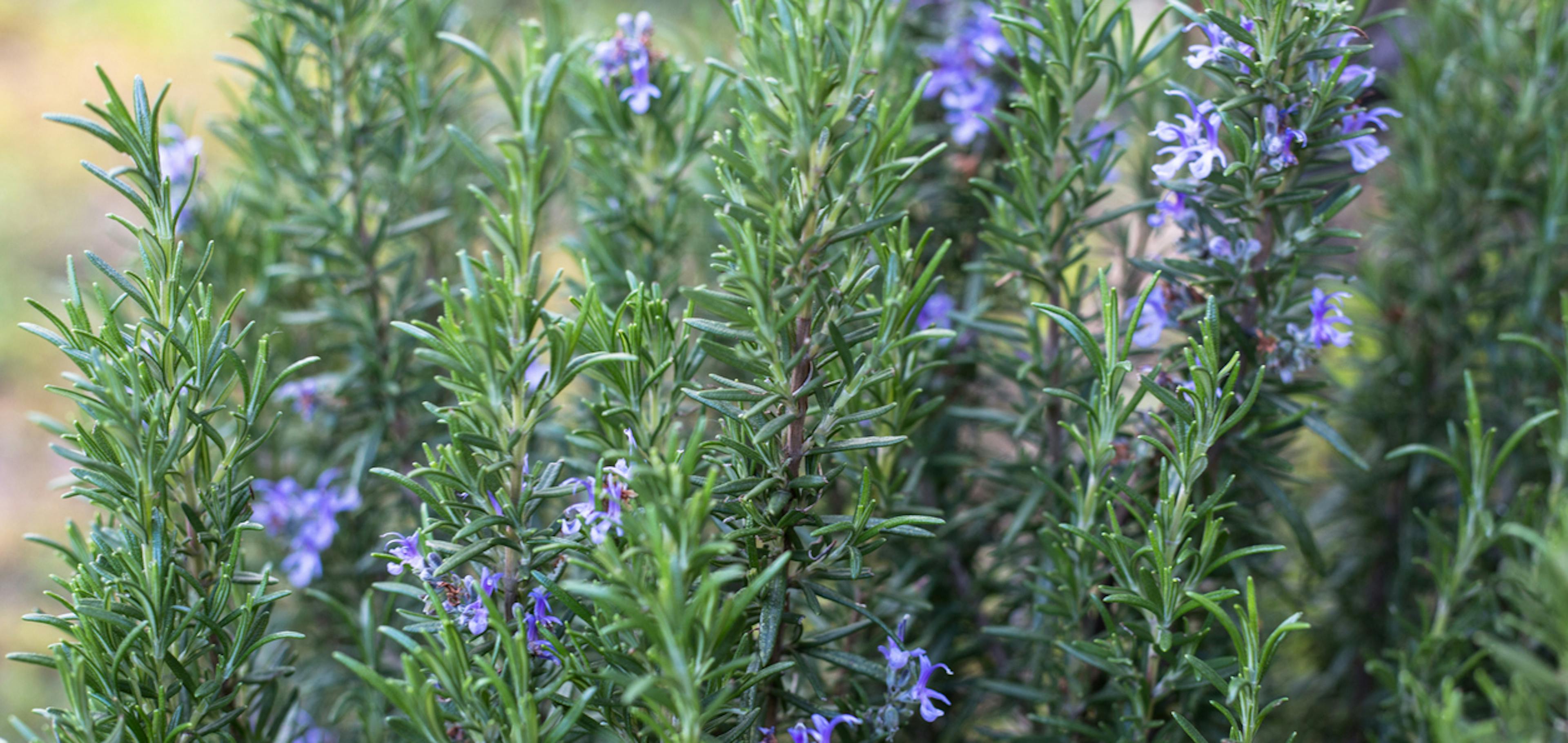 Pianta di Rosmarinus officinalis con fiori