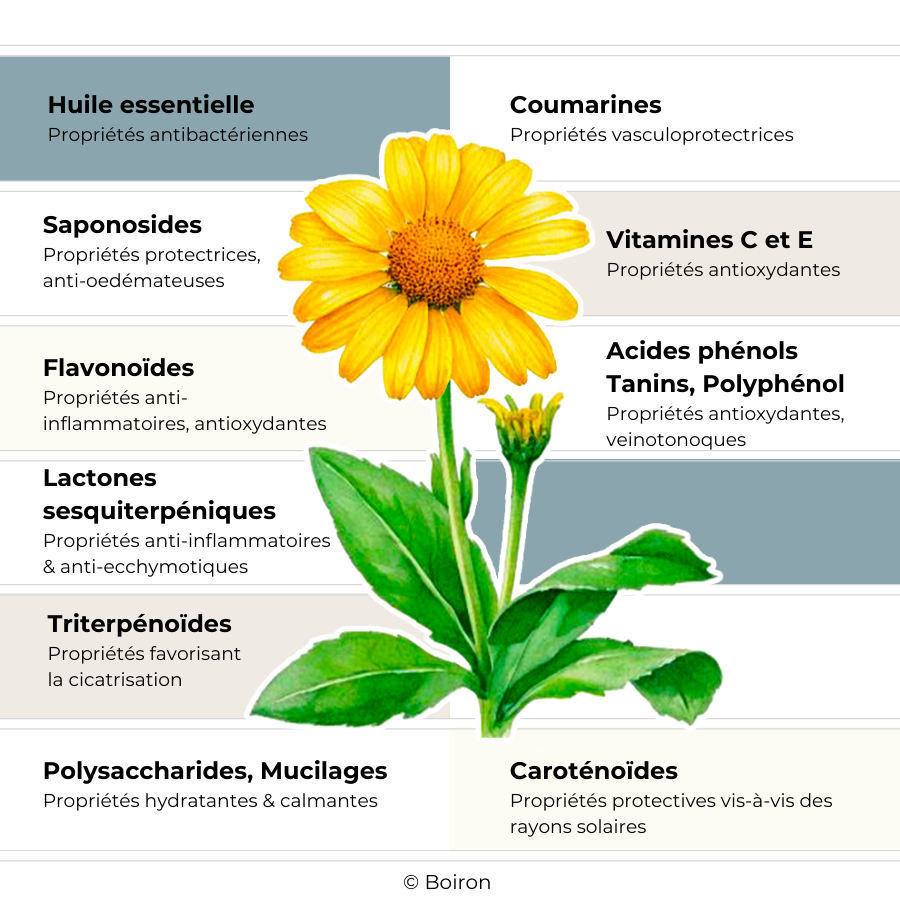 Infographie arnica Boiron

