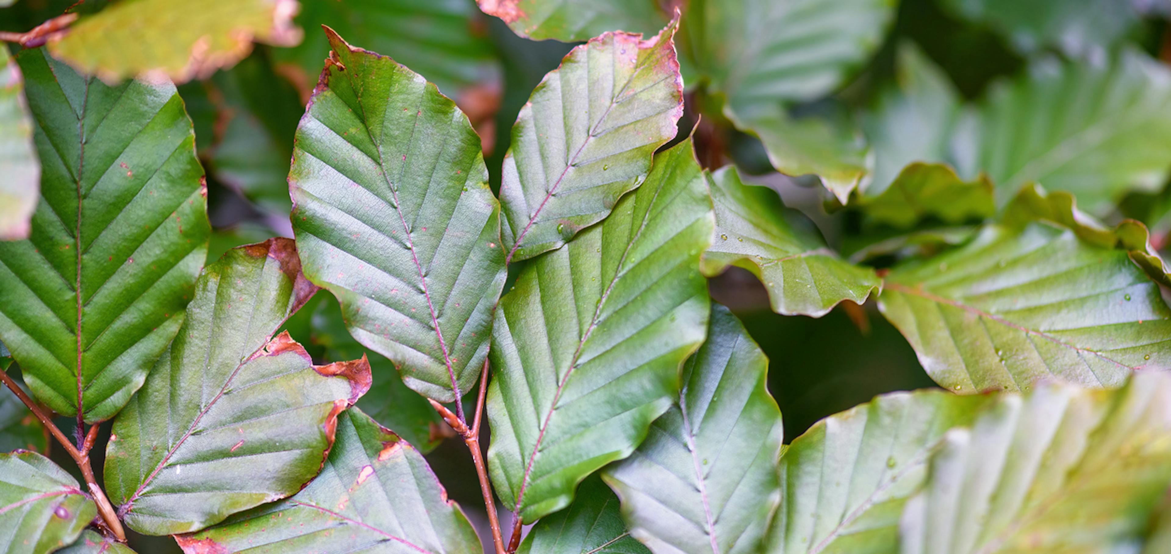 Foglie di Fagus sylvatica dalle proprietà drenanti