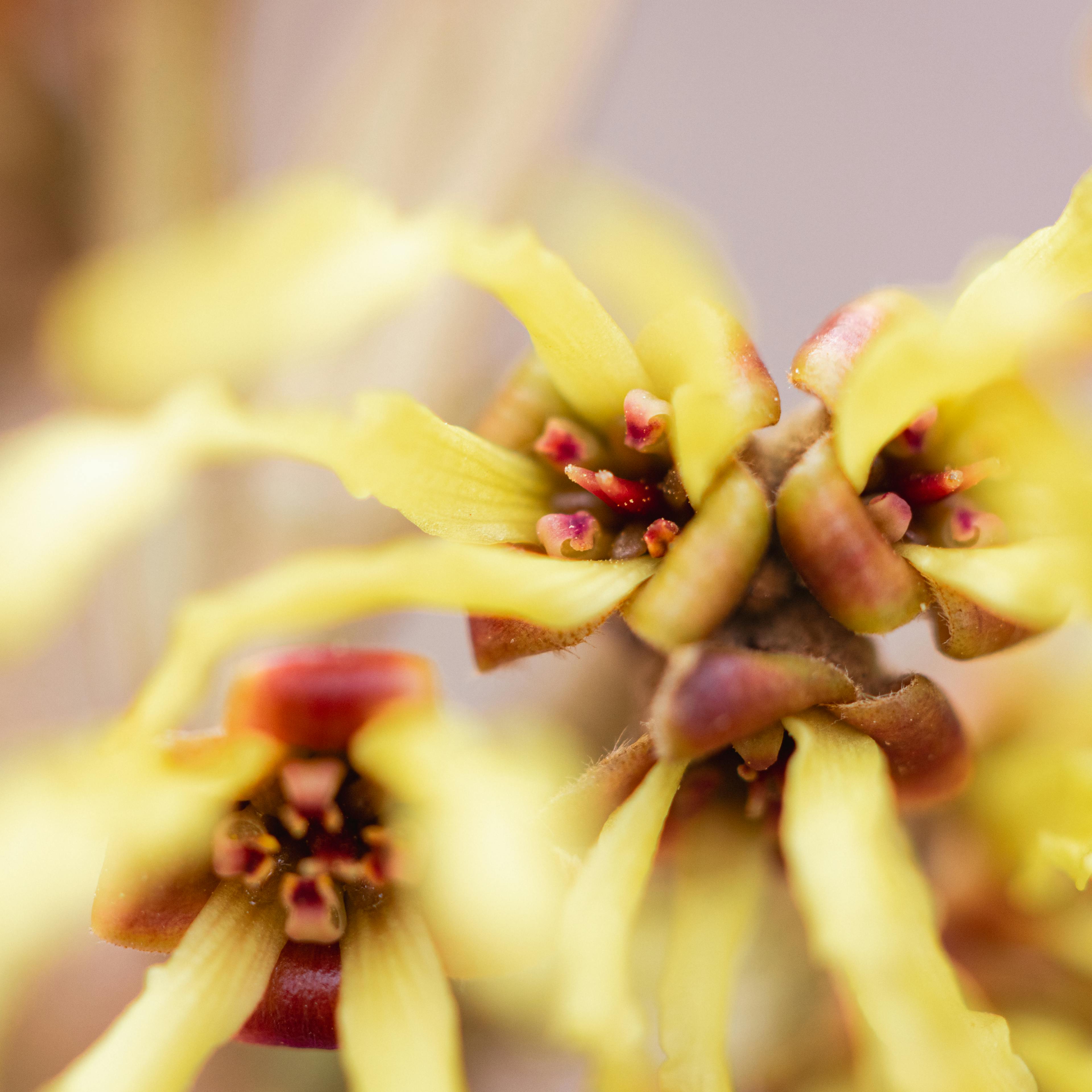 L’hamamélis de Virginie - Boiron