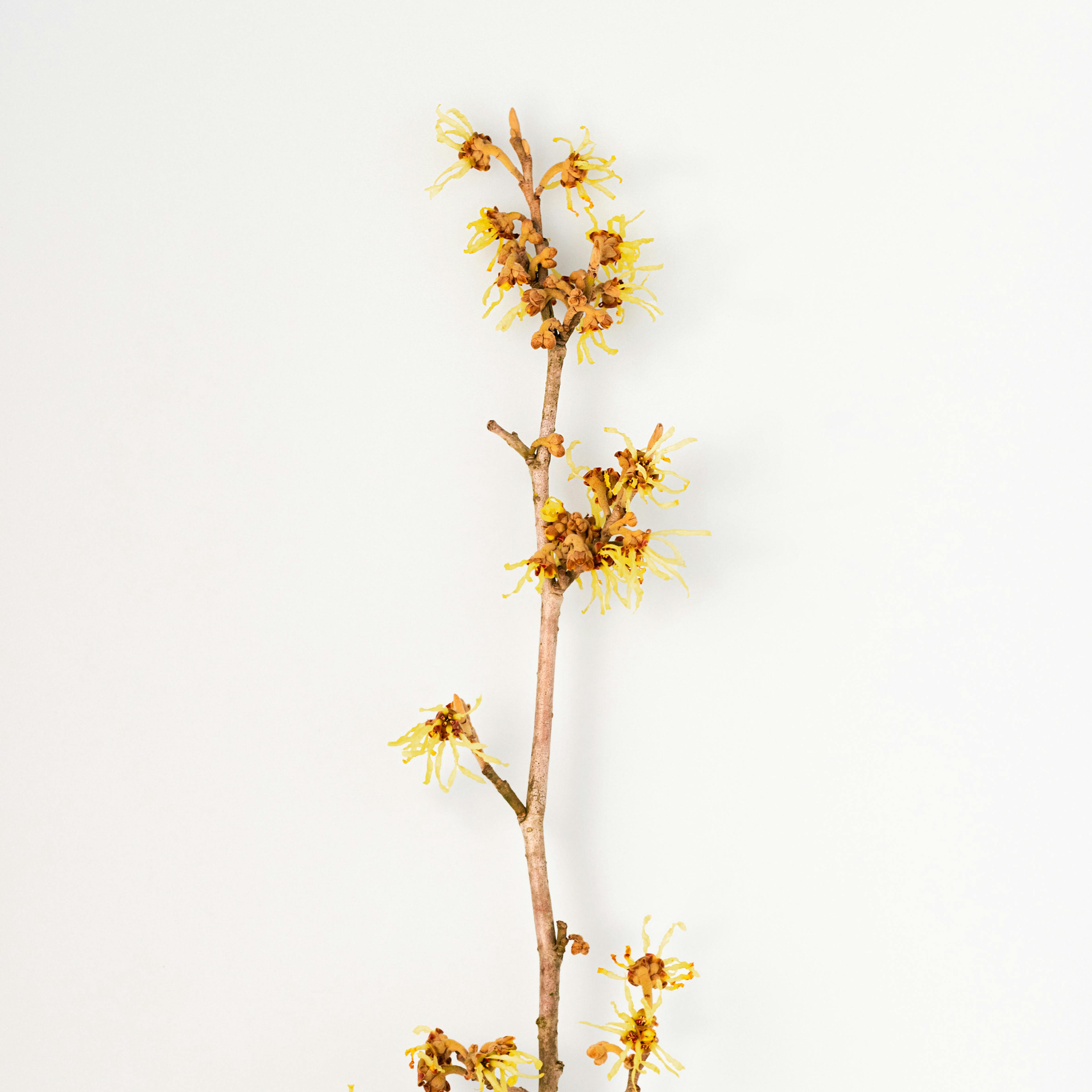 L’hamamélis de Virginie Laboratoires Boiron