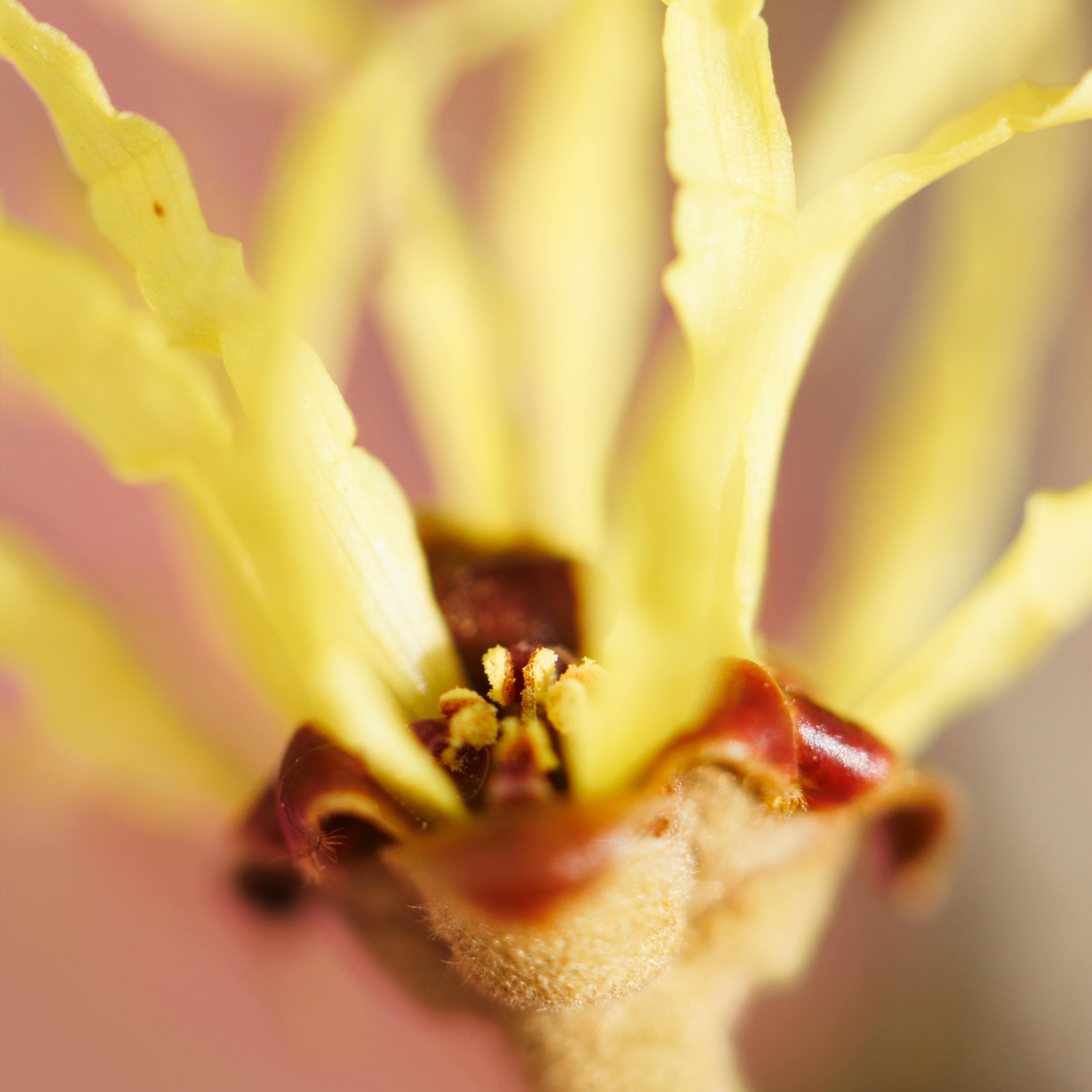 L’hamamélis de Virginie propriétés Boiron