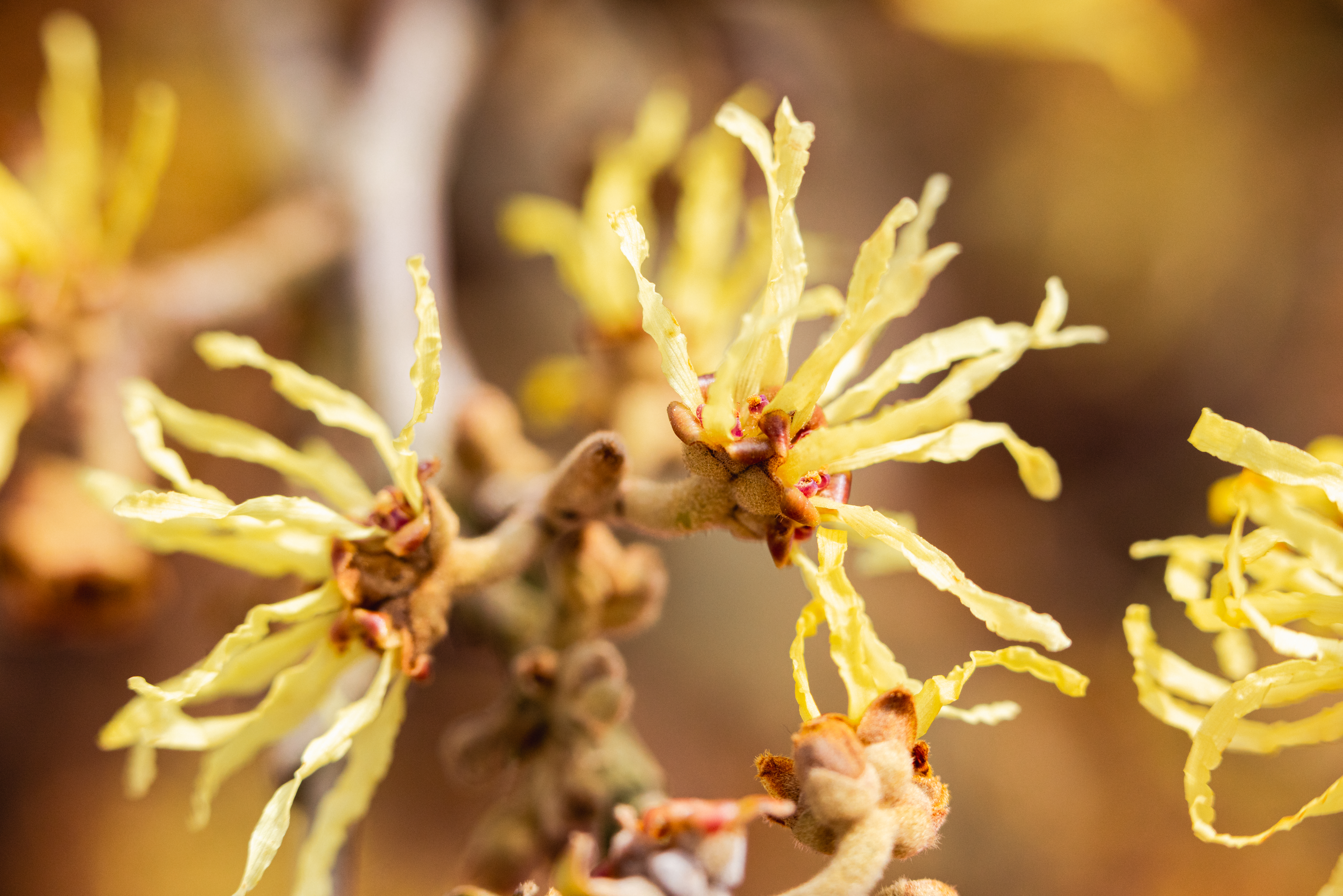 L’hamamélis de Virginie matière première Boiron