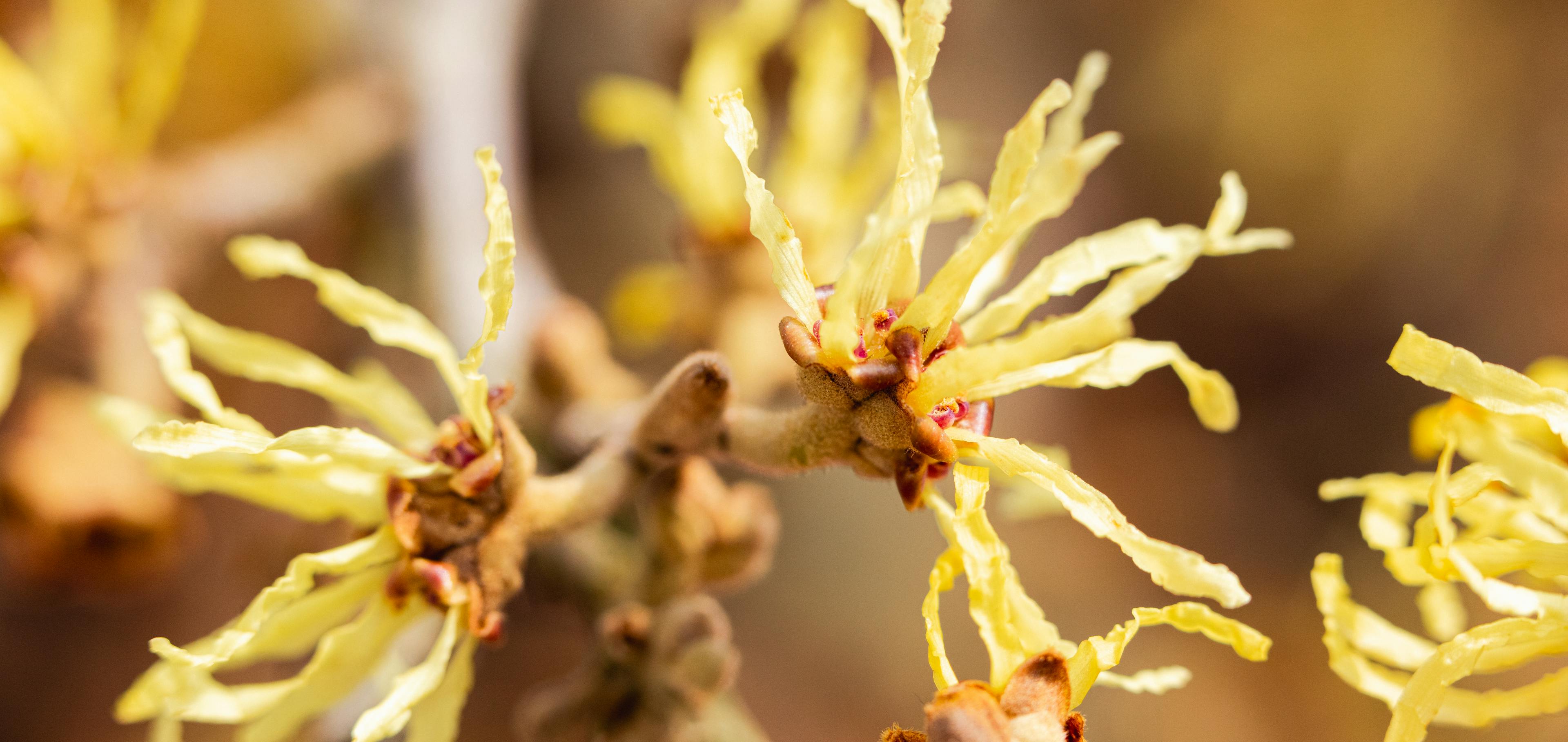L’hamamélis de Virginie matière première Boiron