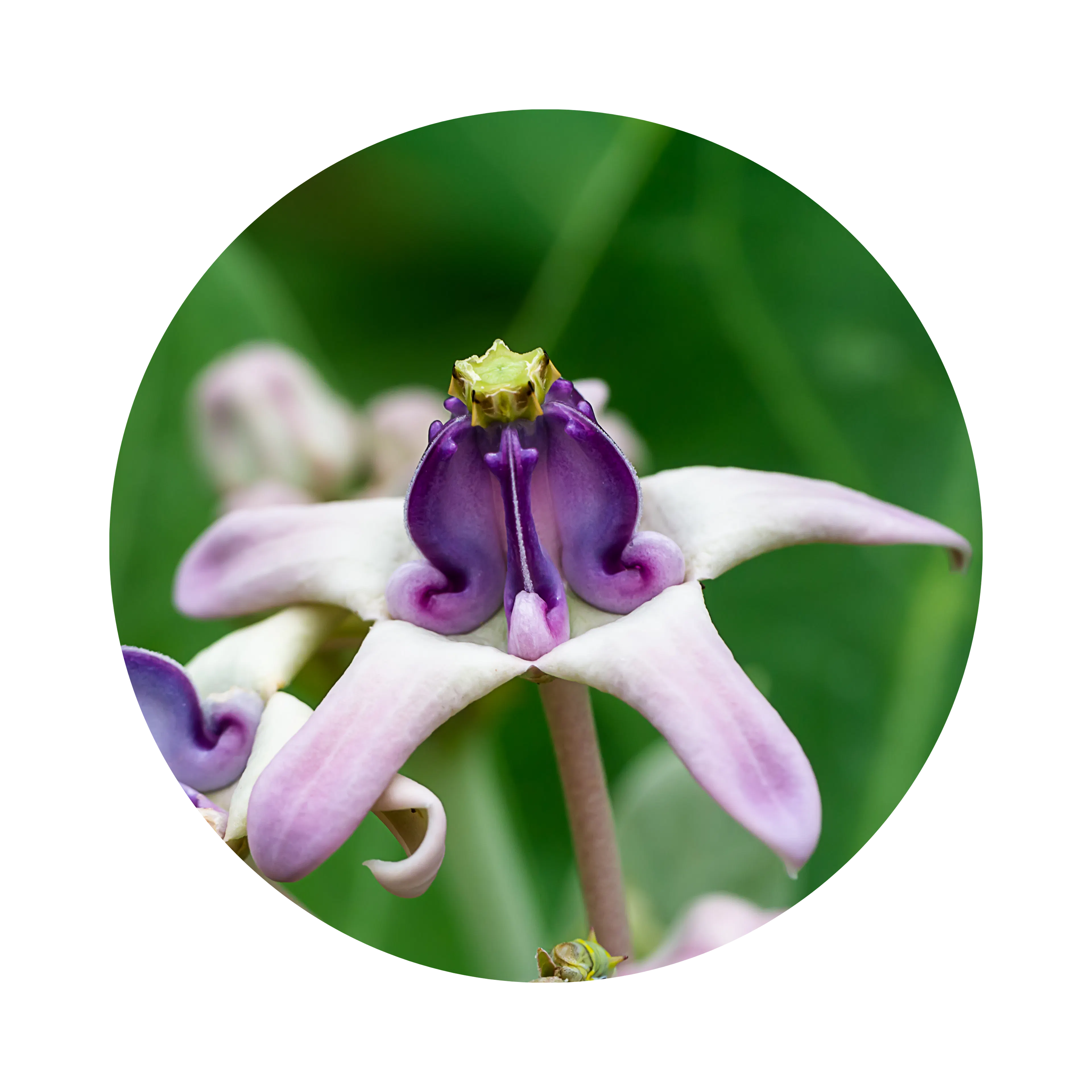 Ingredient Plante fleur Belladonna_Datif PC_BE