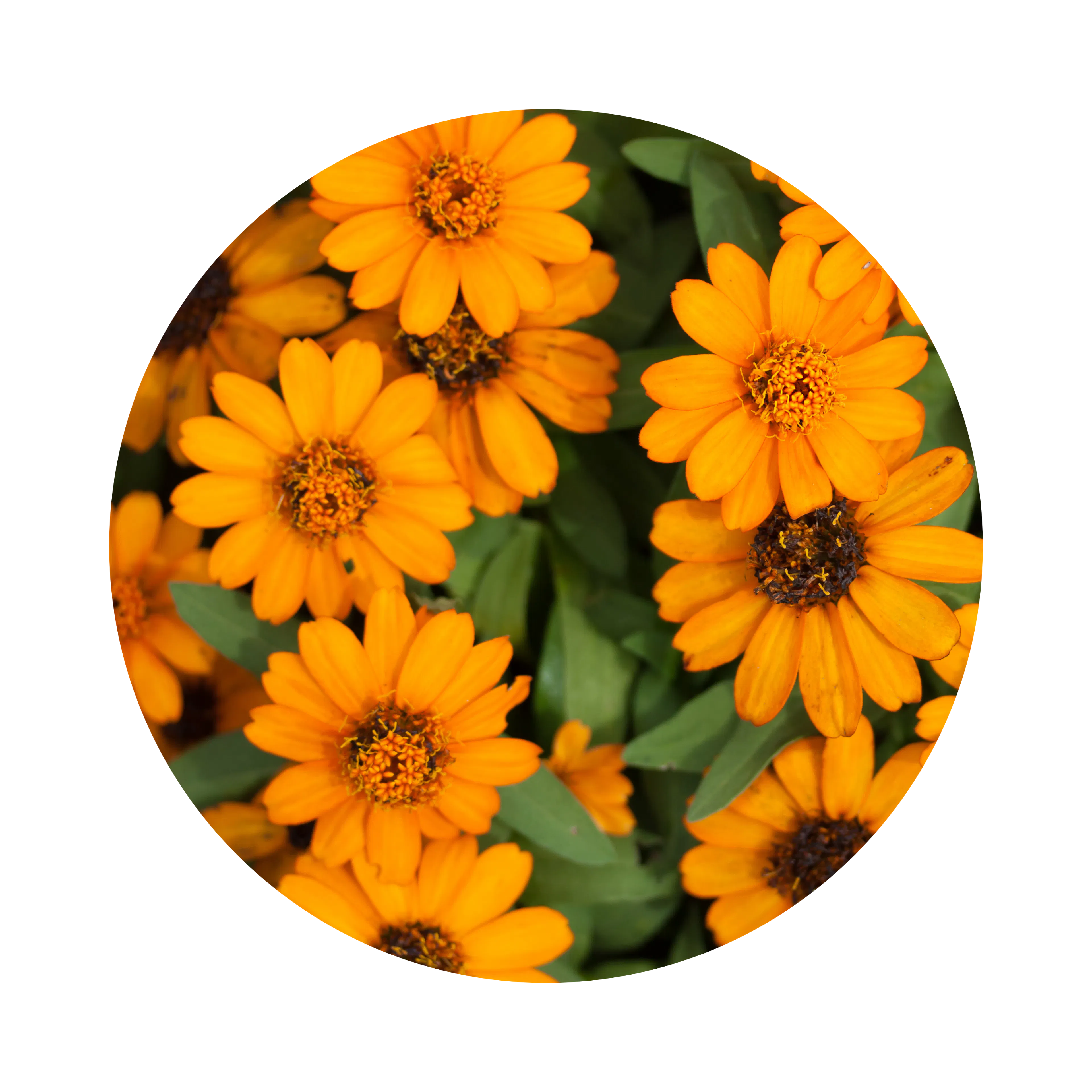 Ingredient Plante Fleur Calendula officinalis_Datif PC_BE