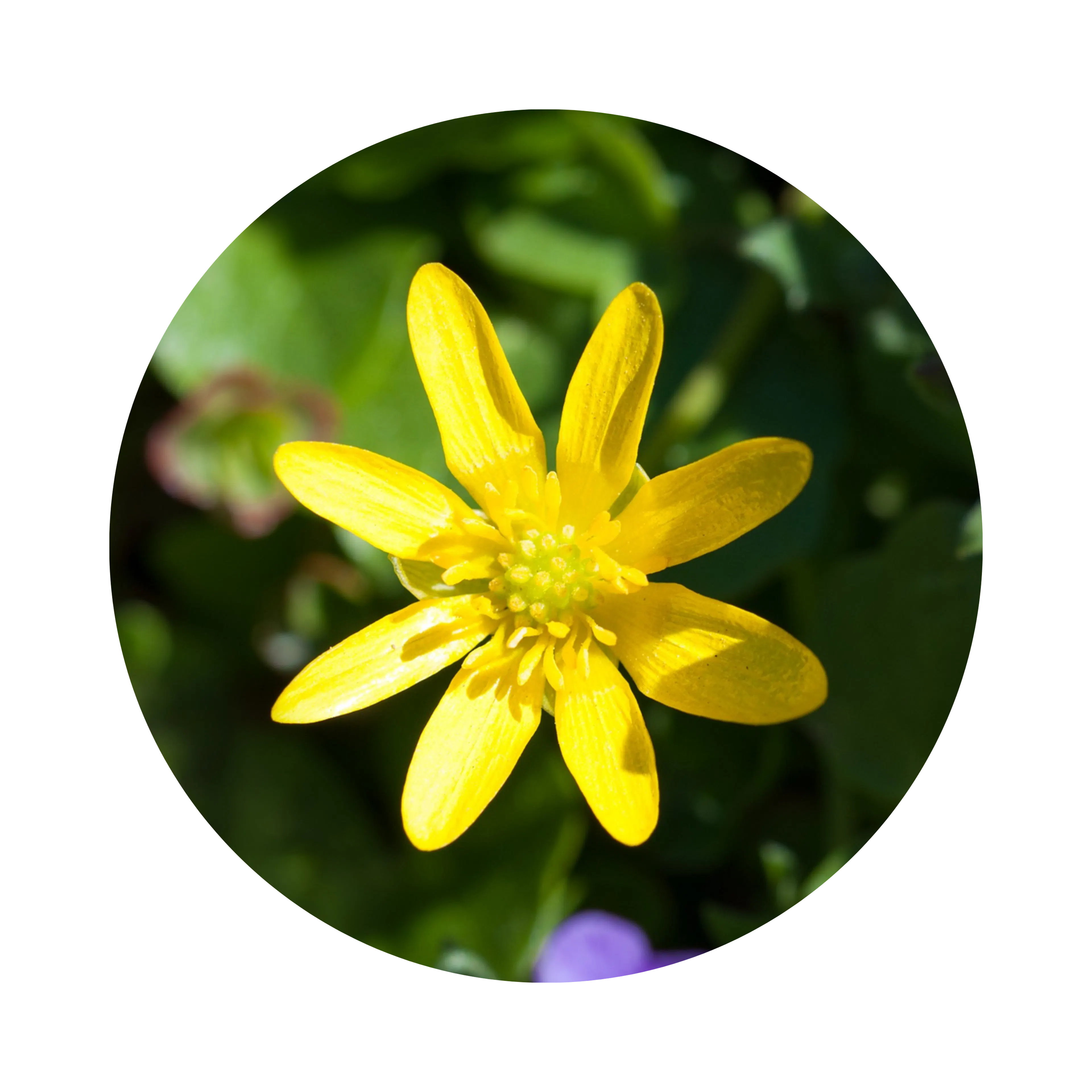 Ingredient Plante fleur chelidonium majus_Datif PC_BE
