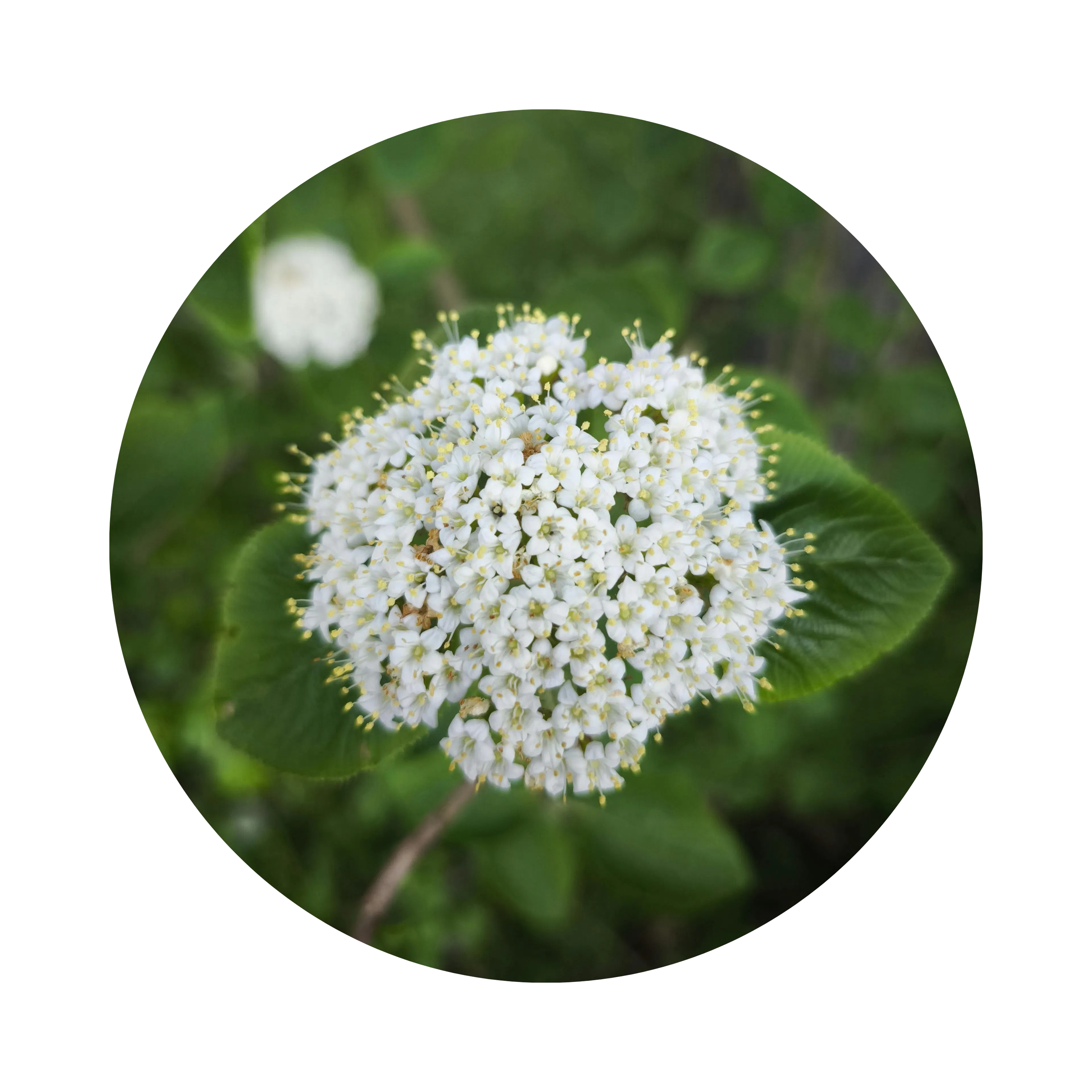 Ingredient plante fleur Viburnum opulus_Datif PC_BE