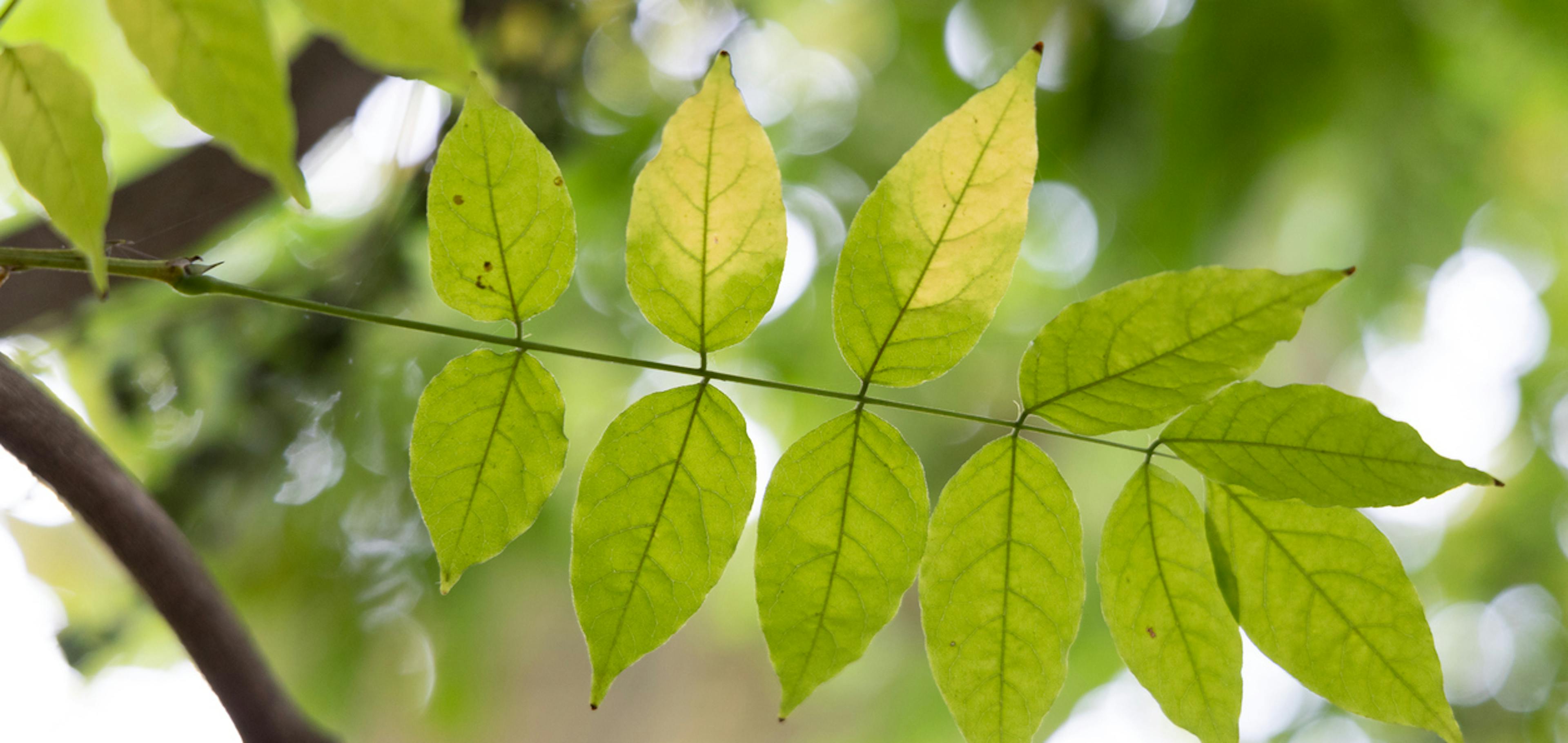 Foglie di Frassino dalle proprietà depurative