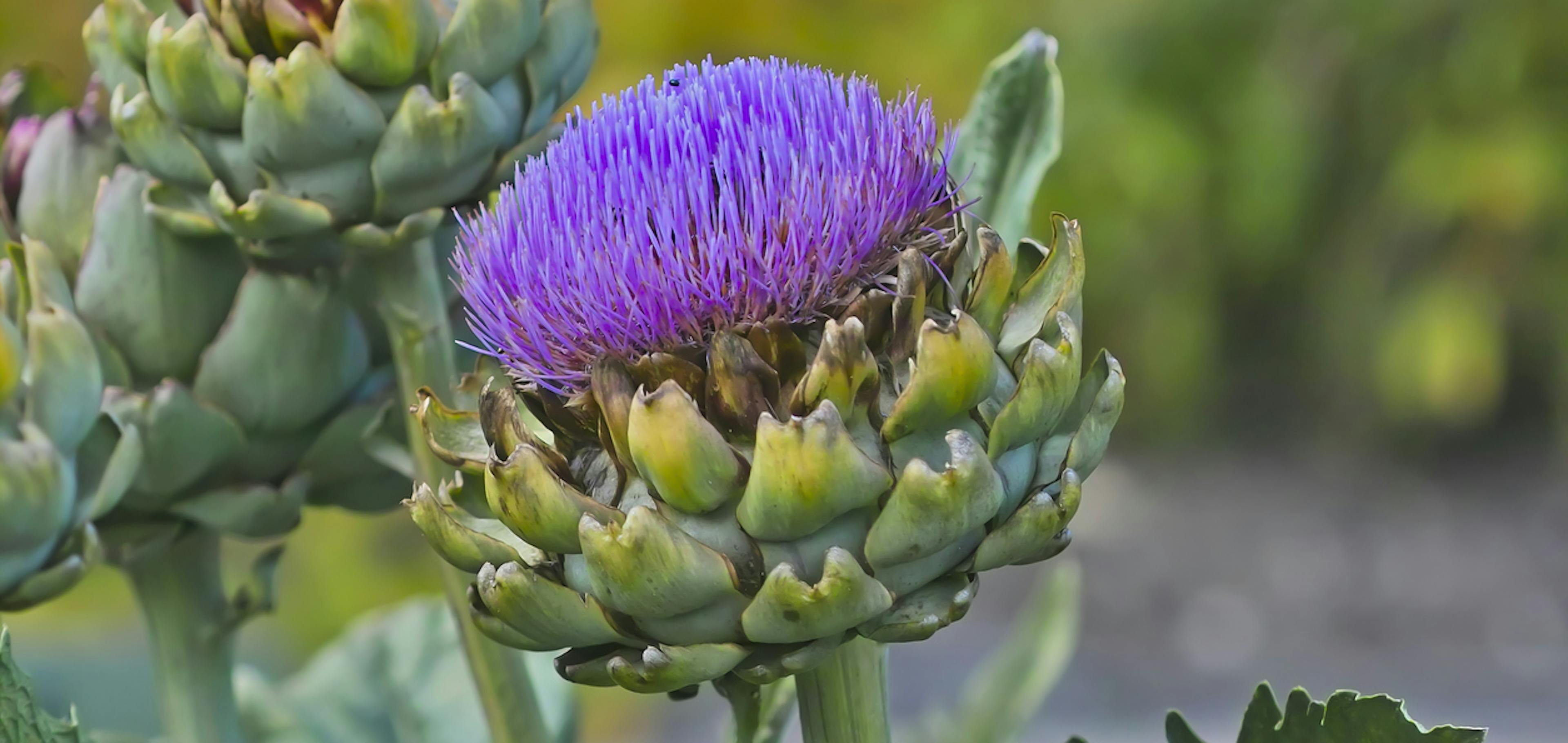 fiore di Cynara scolymus, la pianta del carciofo