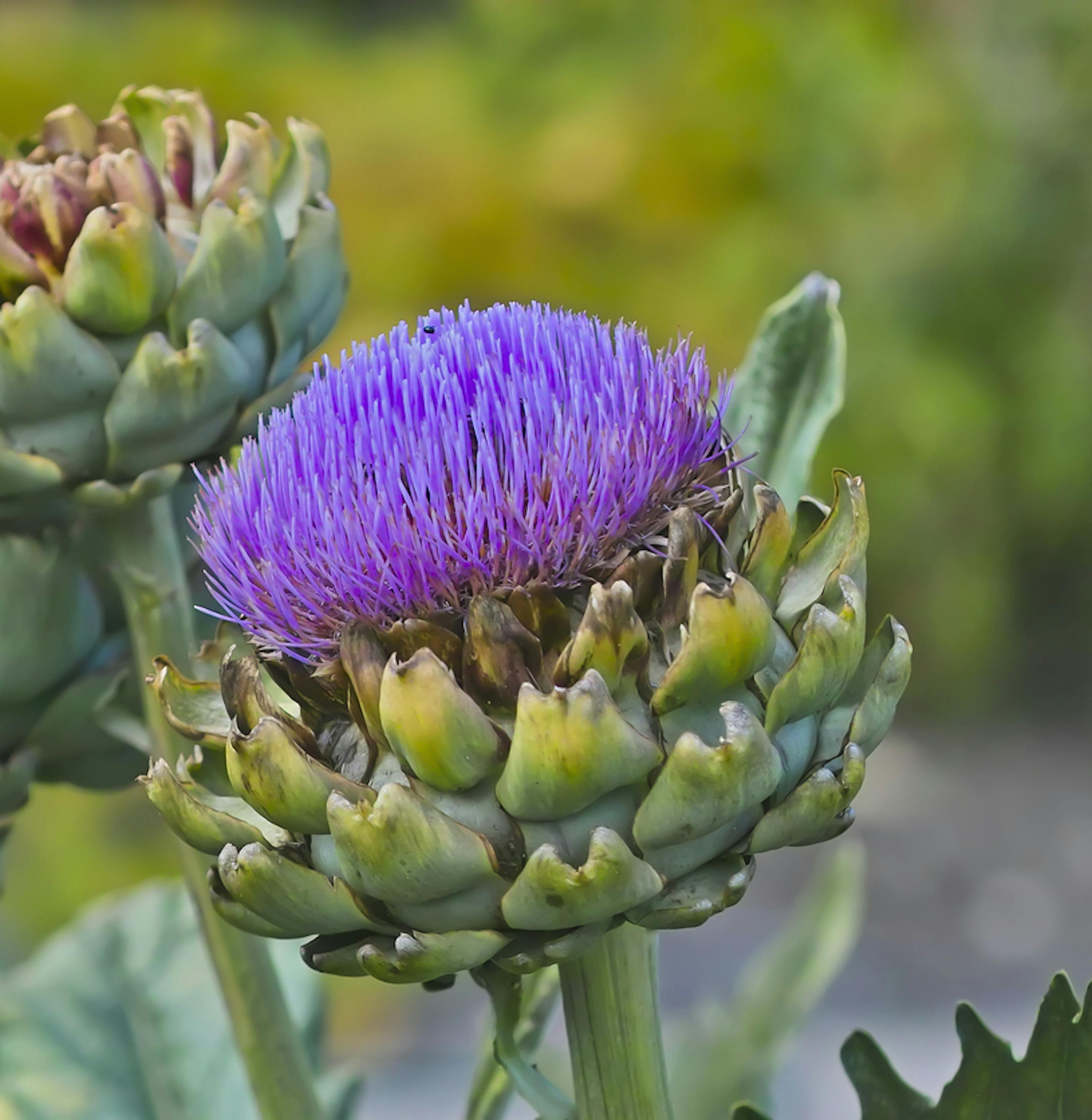 fiore di Cynara scolymus, la pianta del carciofo 