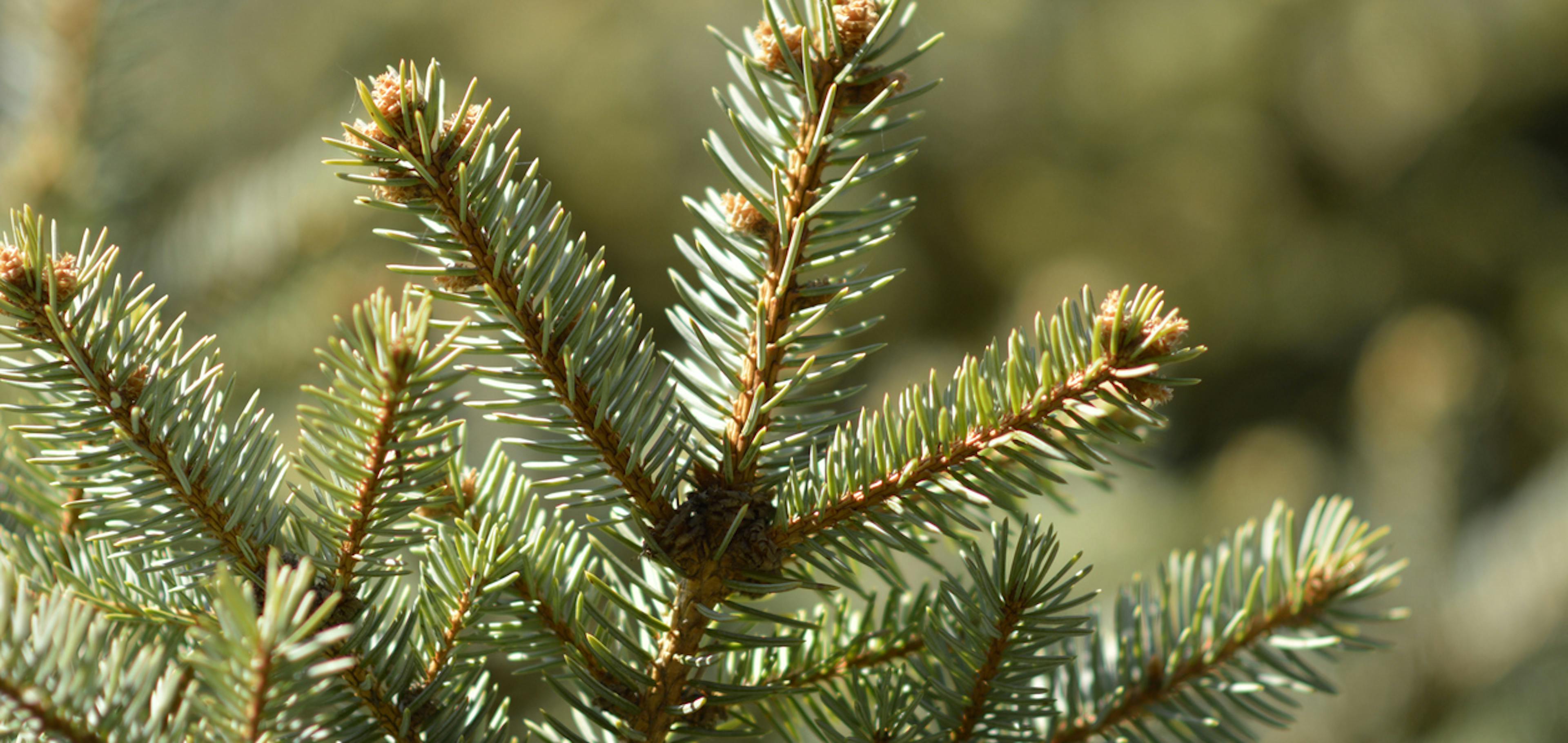 Rami di Abies pectinata