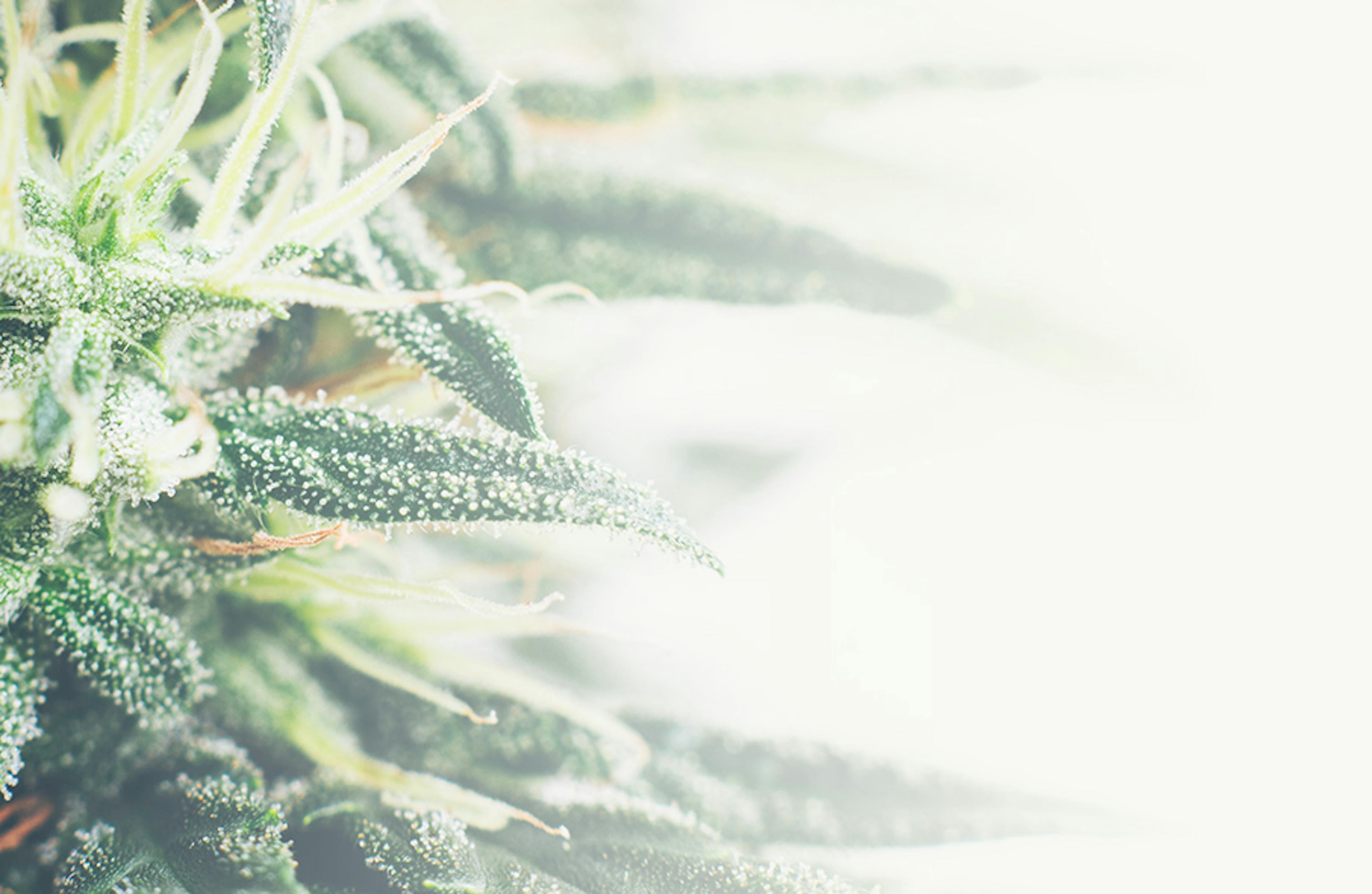 souche cannabis CBD Boiron
