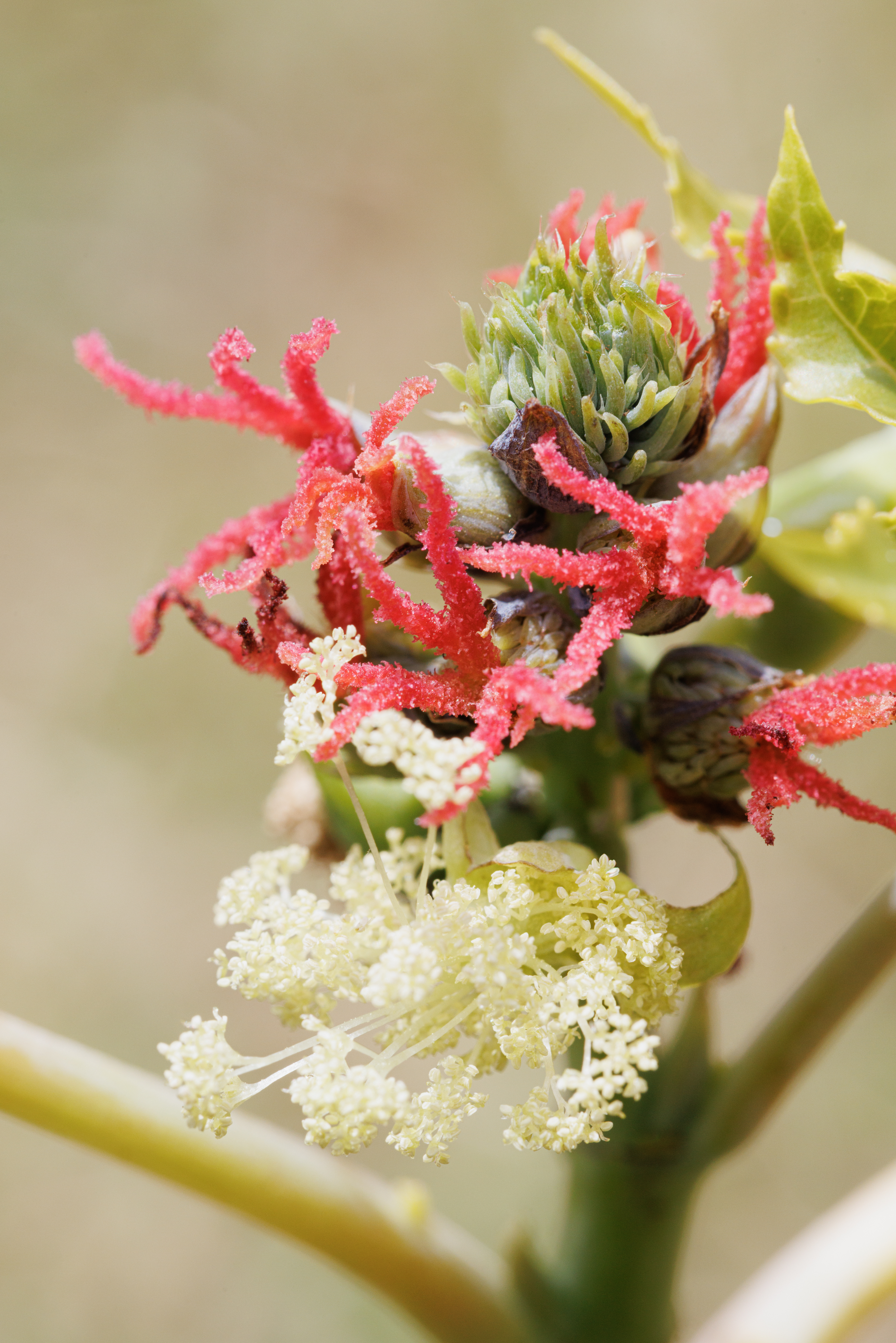 le ricin commun Boiron