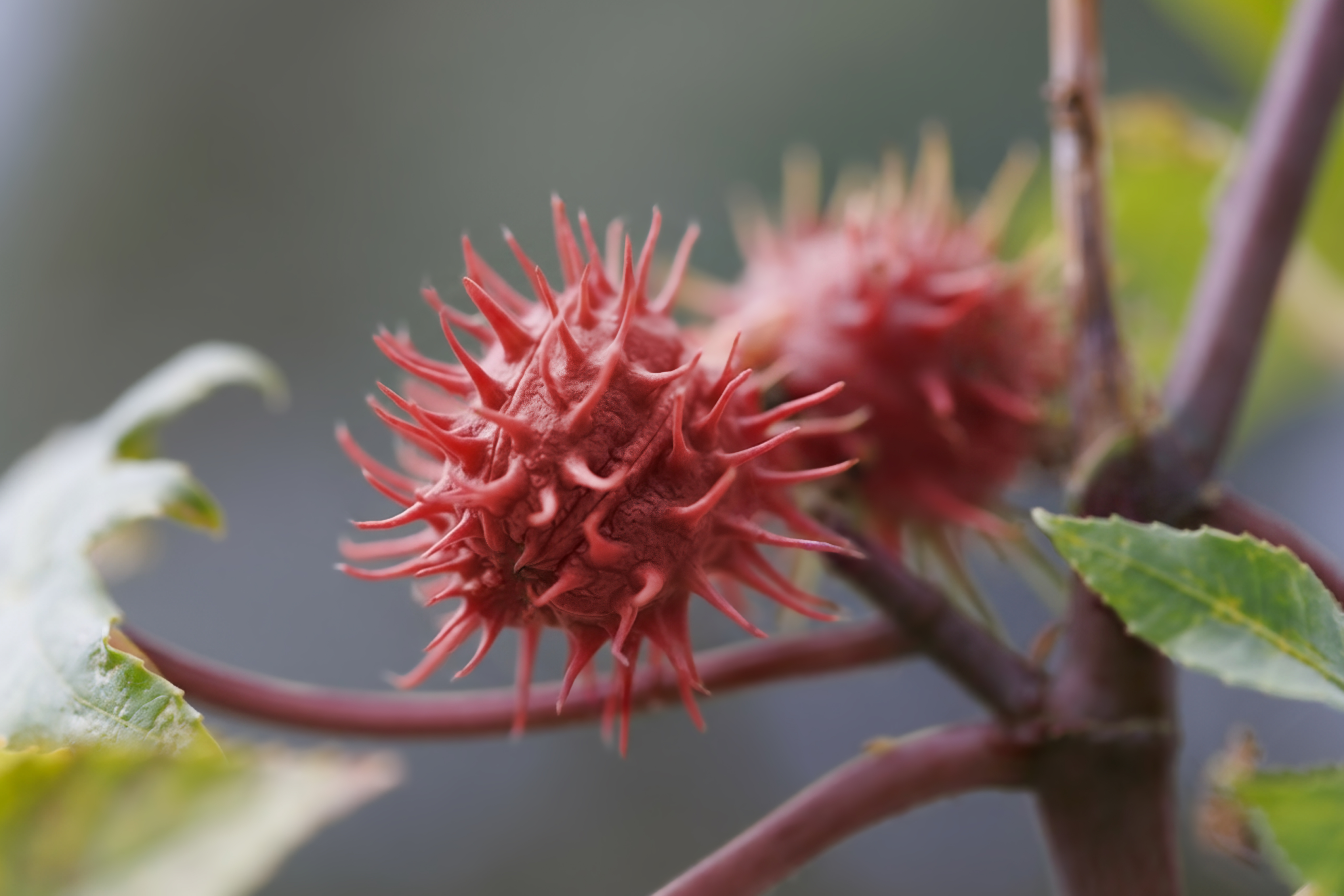 le ricin commun Laboratoires Boiron