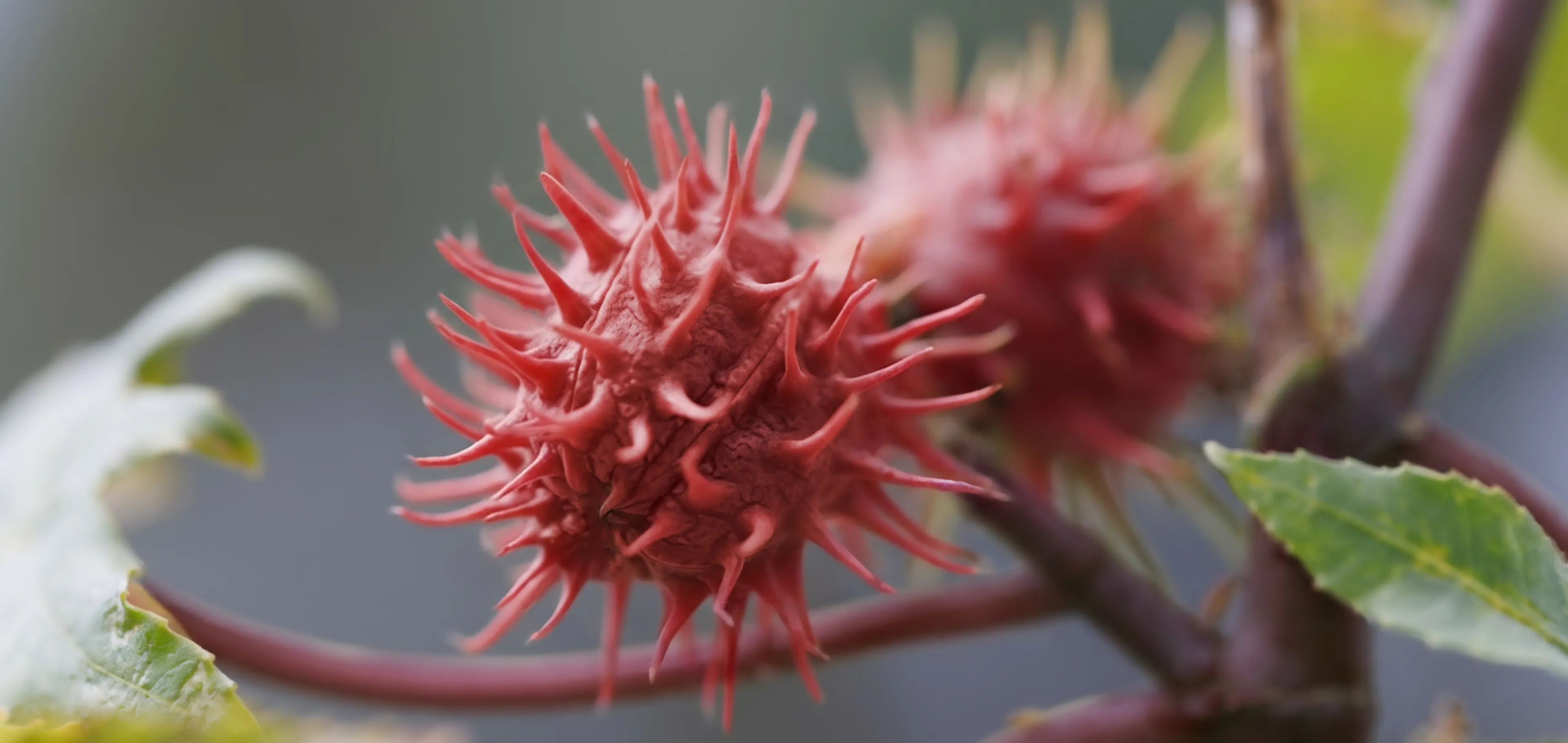 le ricin commun Laboratoires Boiron