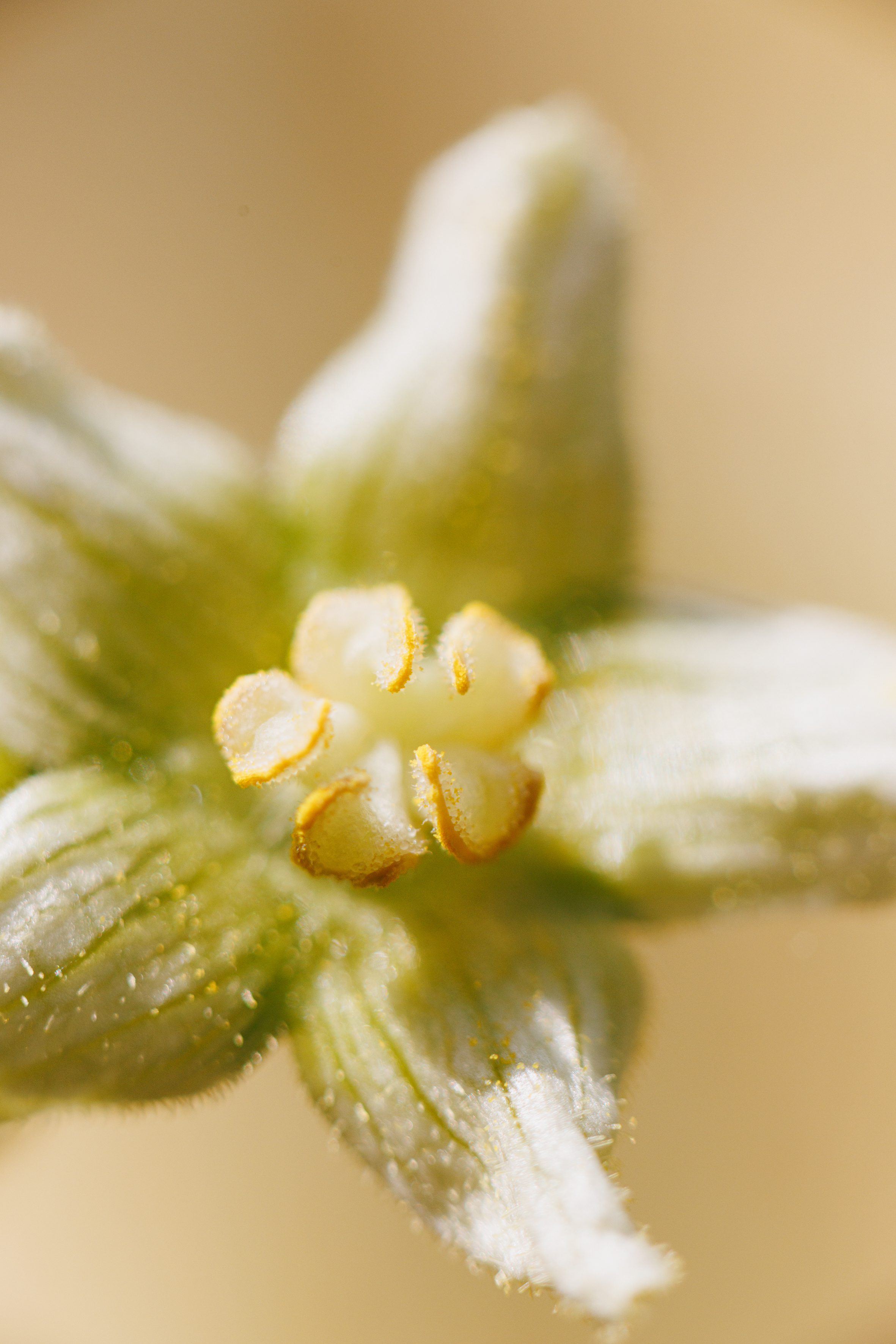 Bryone blanche boiron