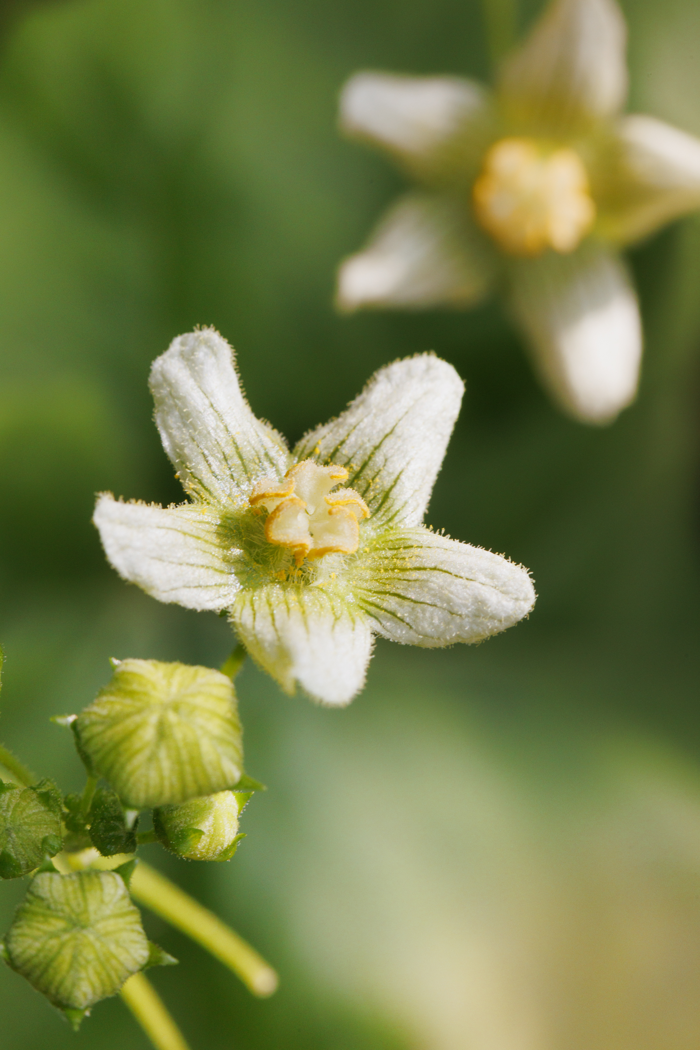 Bryone blanche boiron