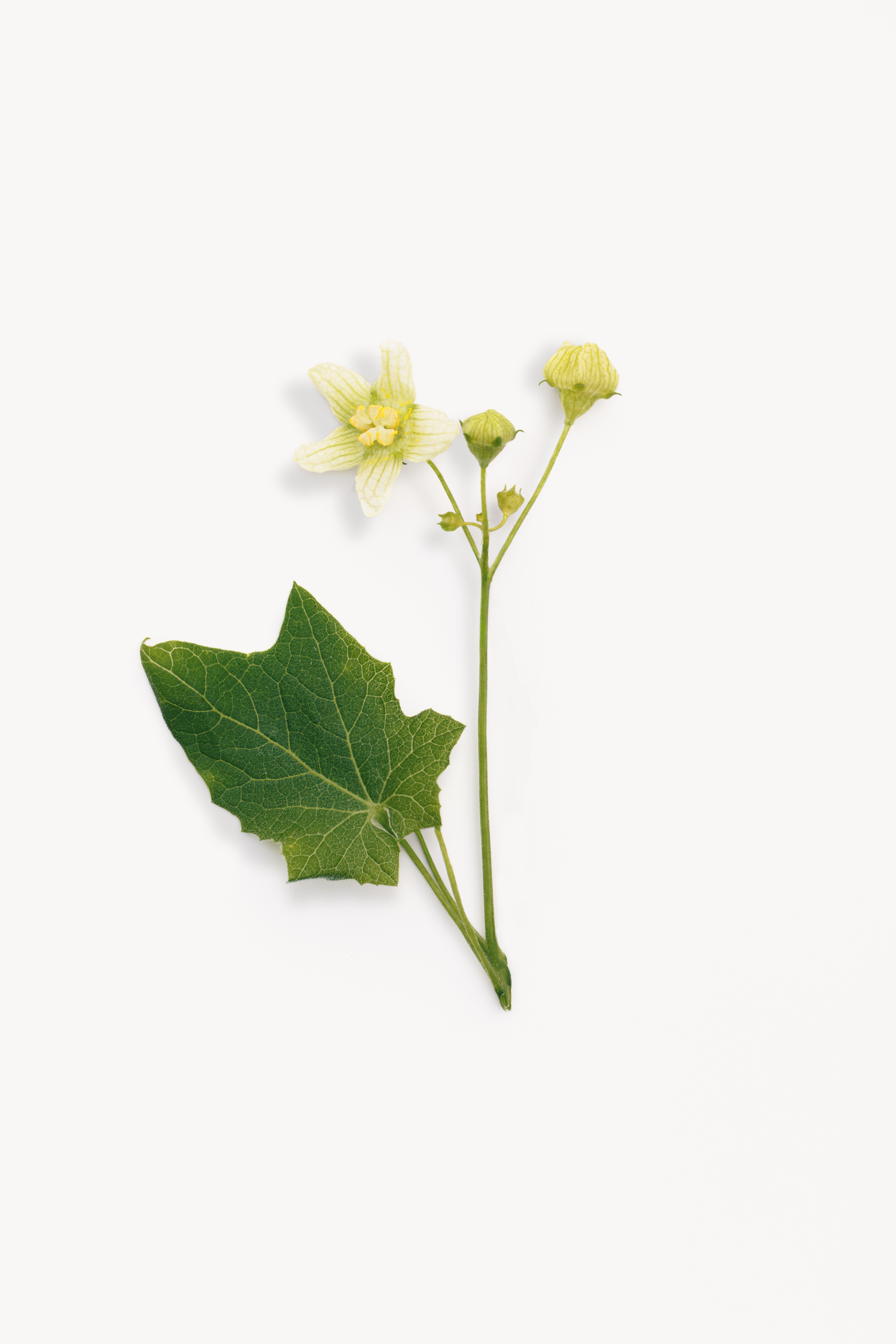 Bryone blanche laboratoires boiron