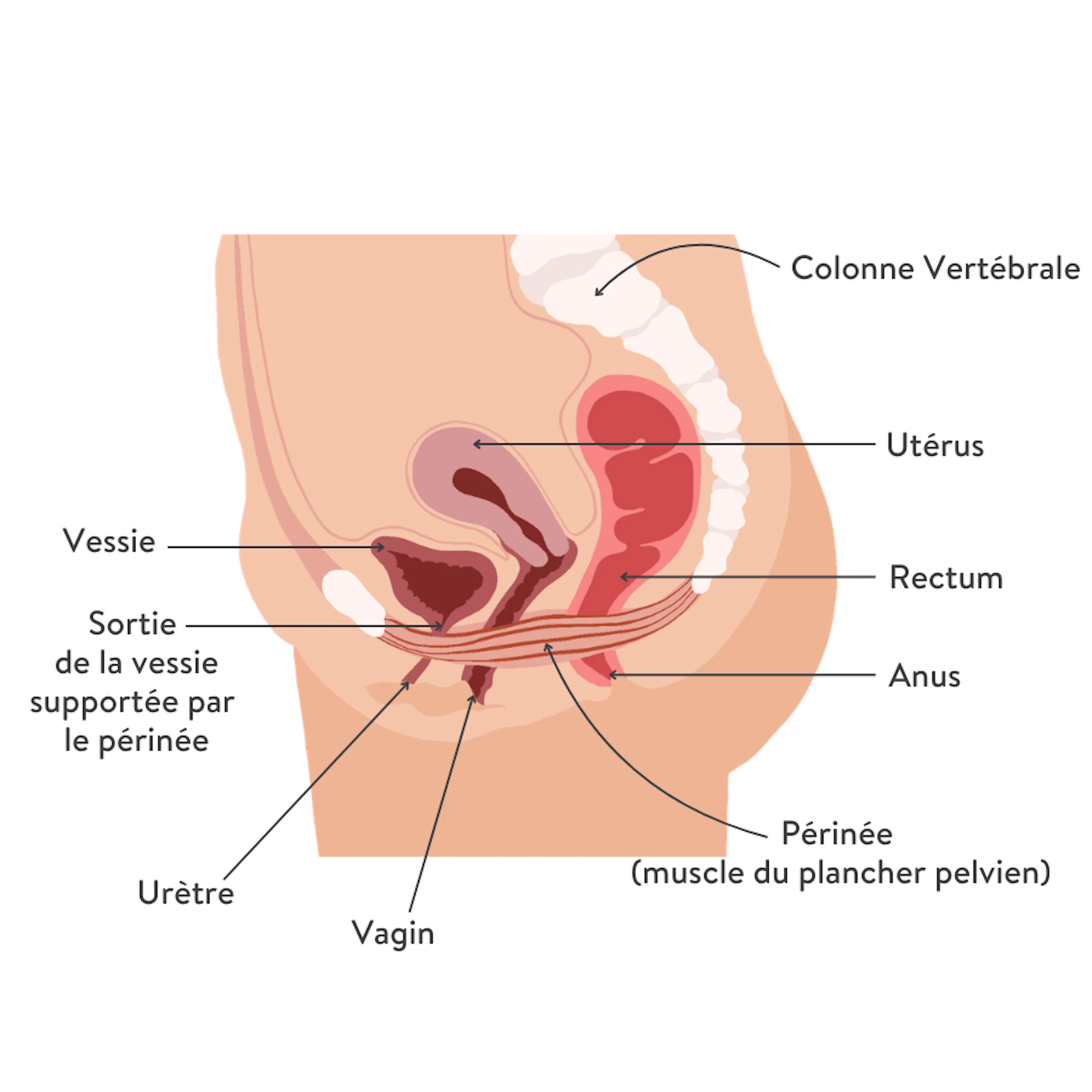 schéma boiron douleurs périnée déchirures périnées