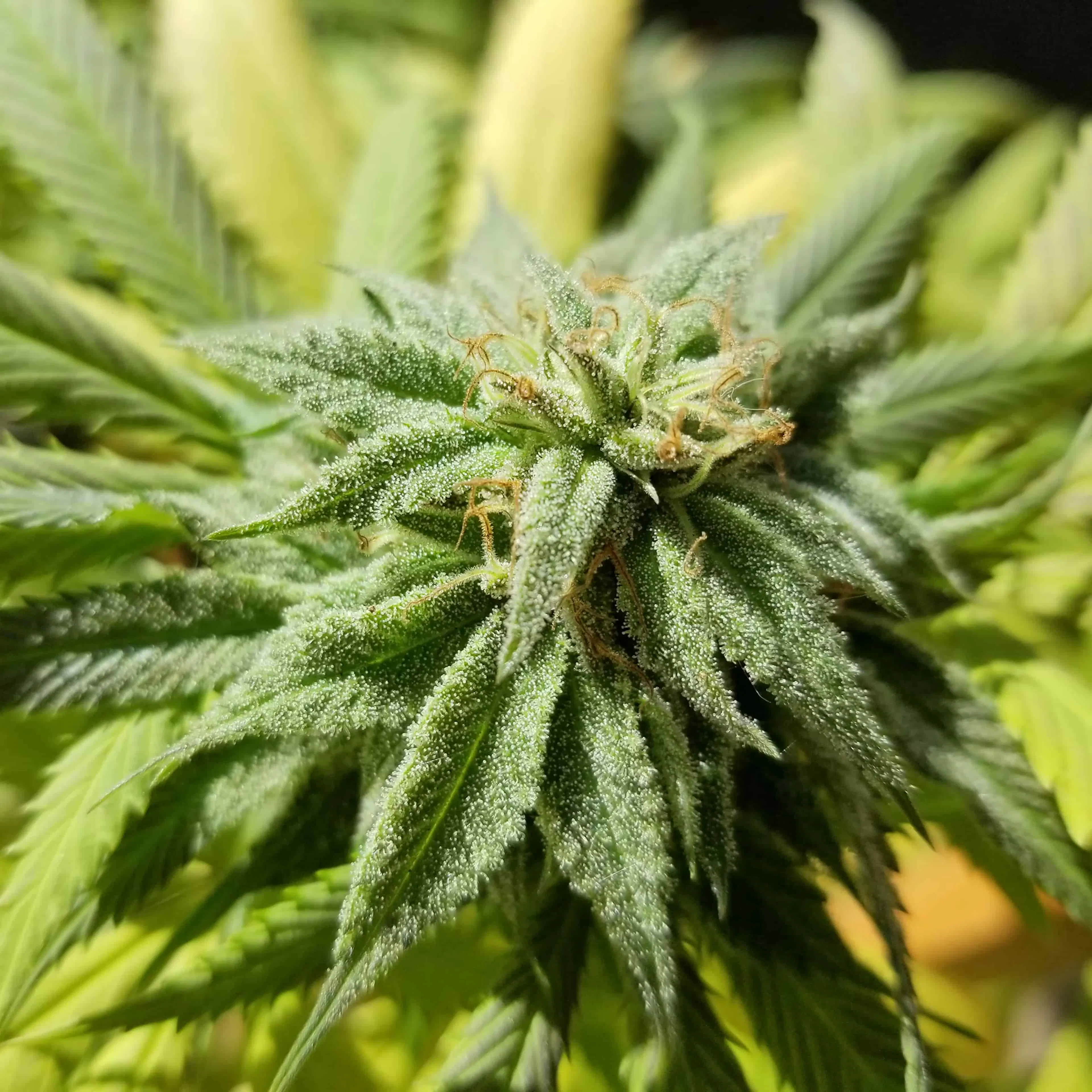 cannabis chanvre cbd boiron