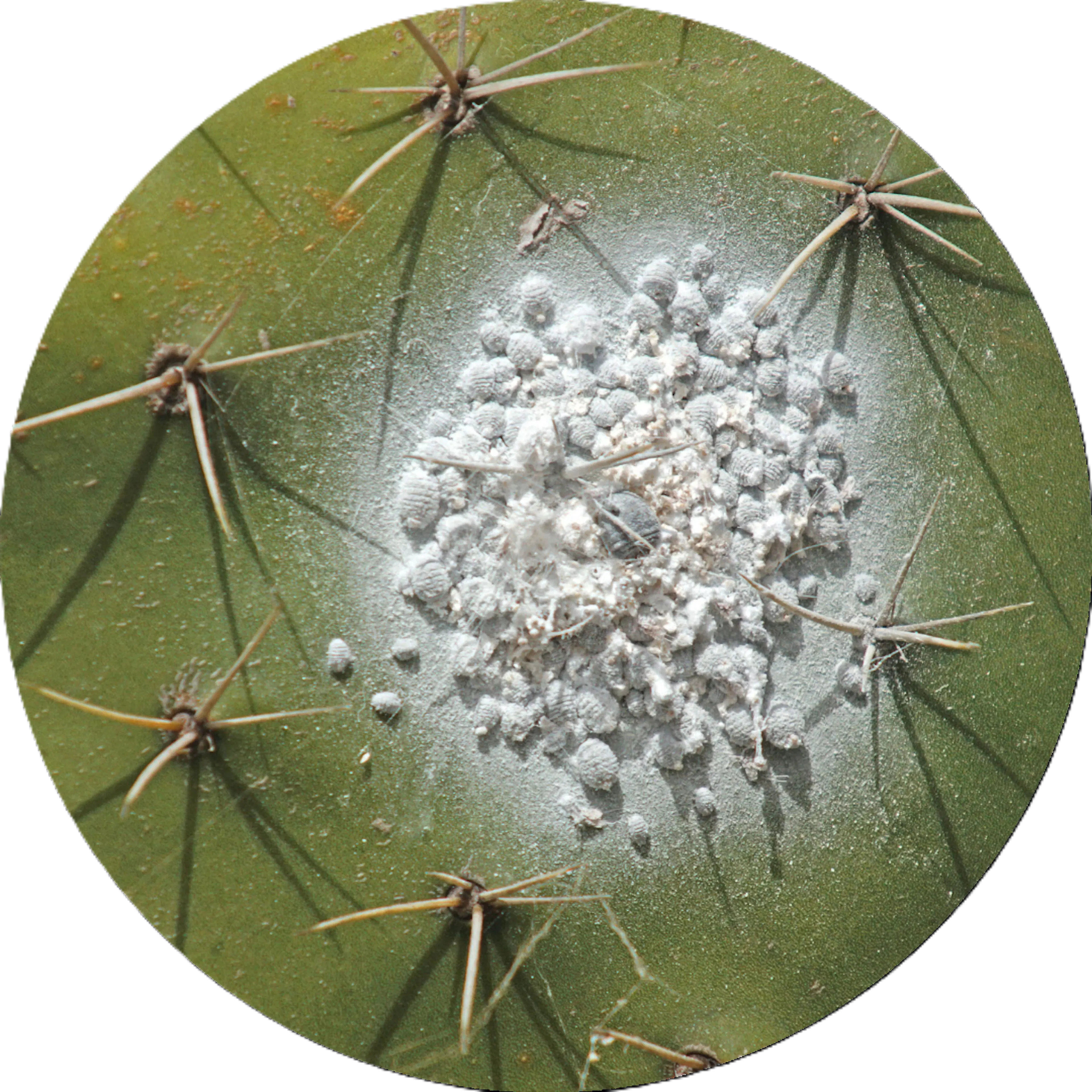 Coccuscacti