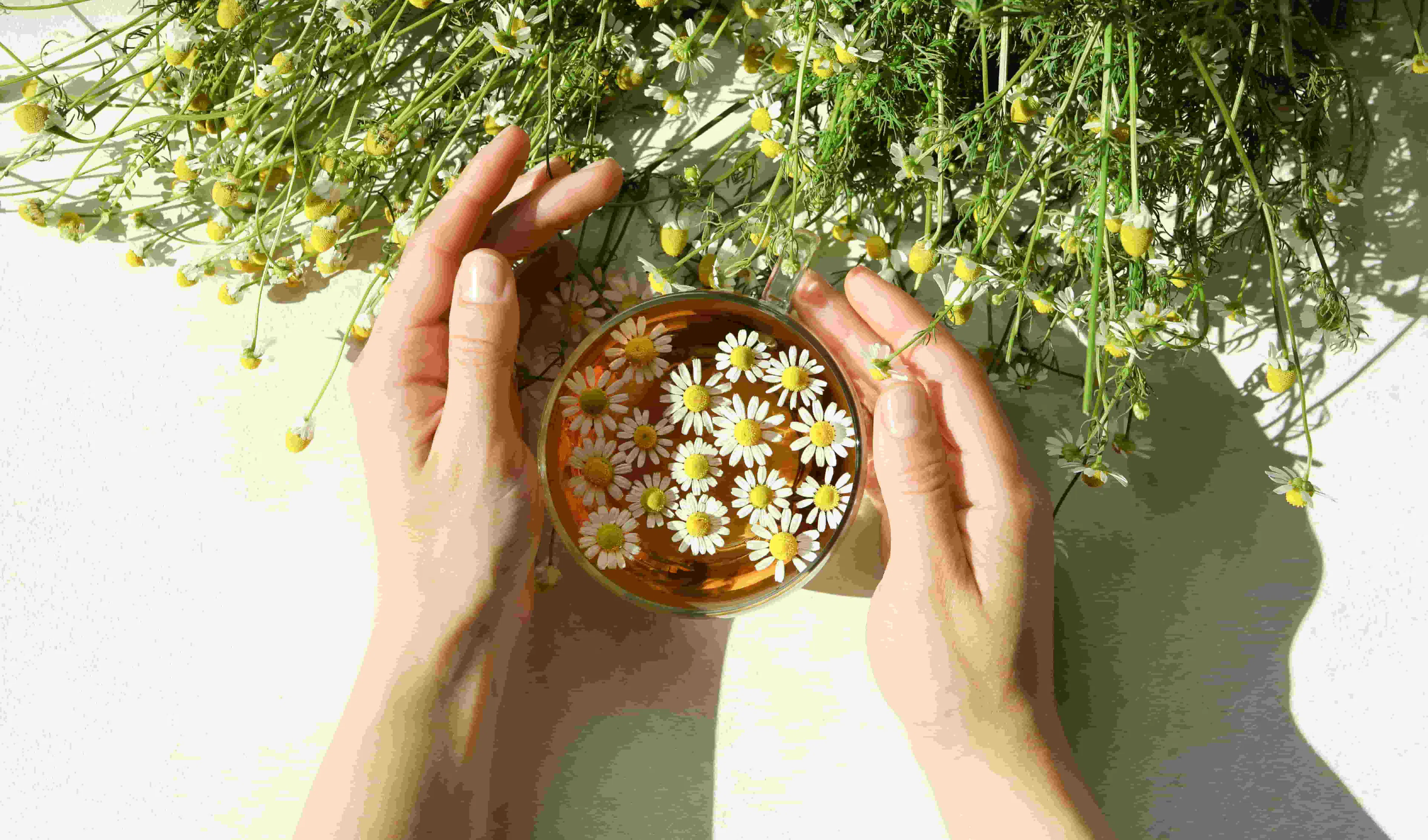 Fleurs de camomille et aubépine pour lutter contre le stress