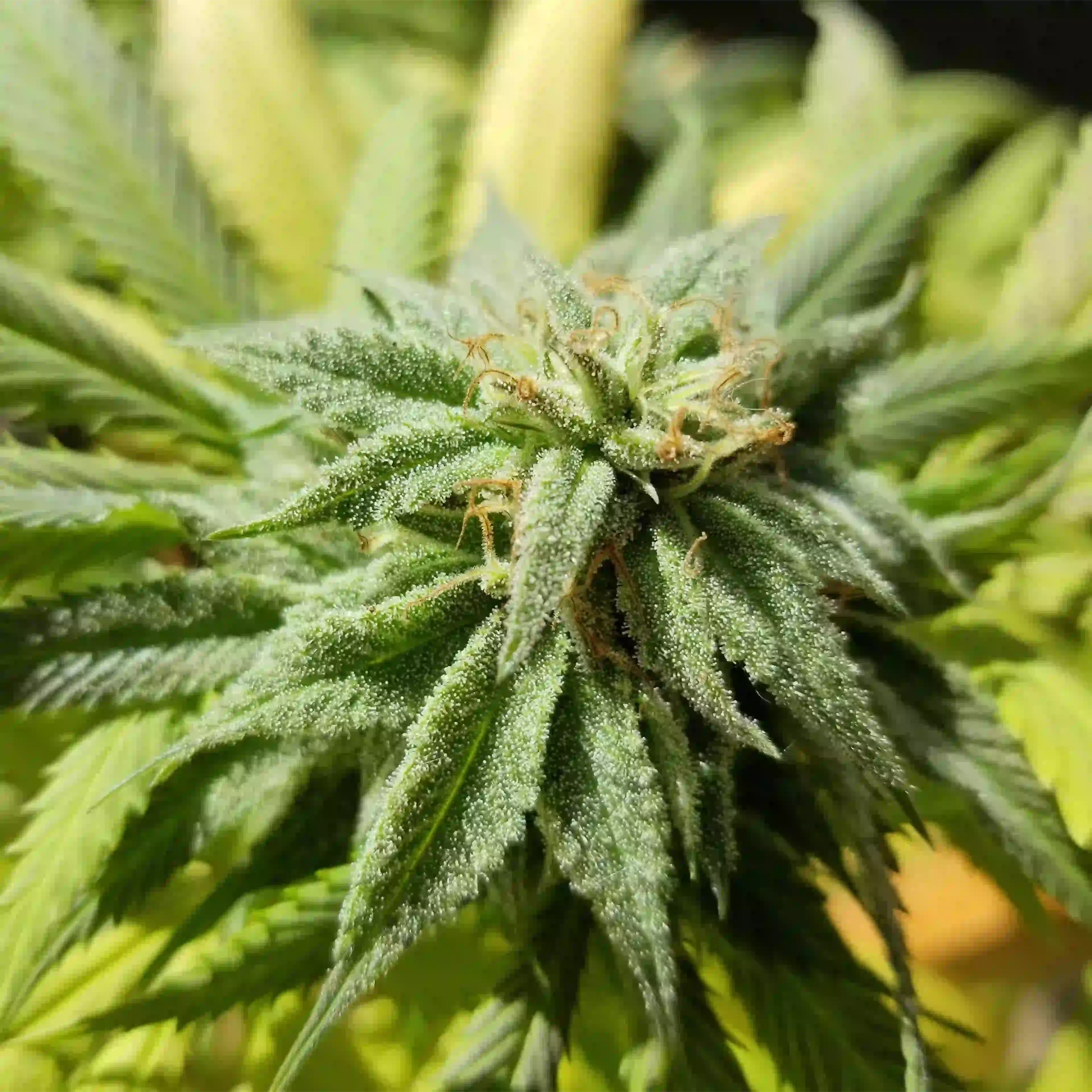 plante origine produit chanvre cannabis cbd
