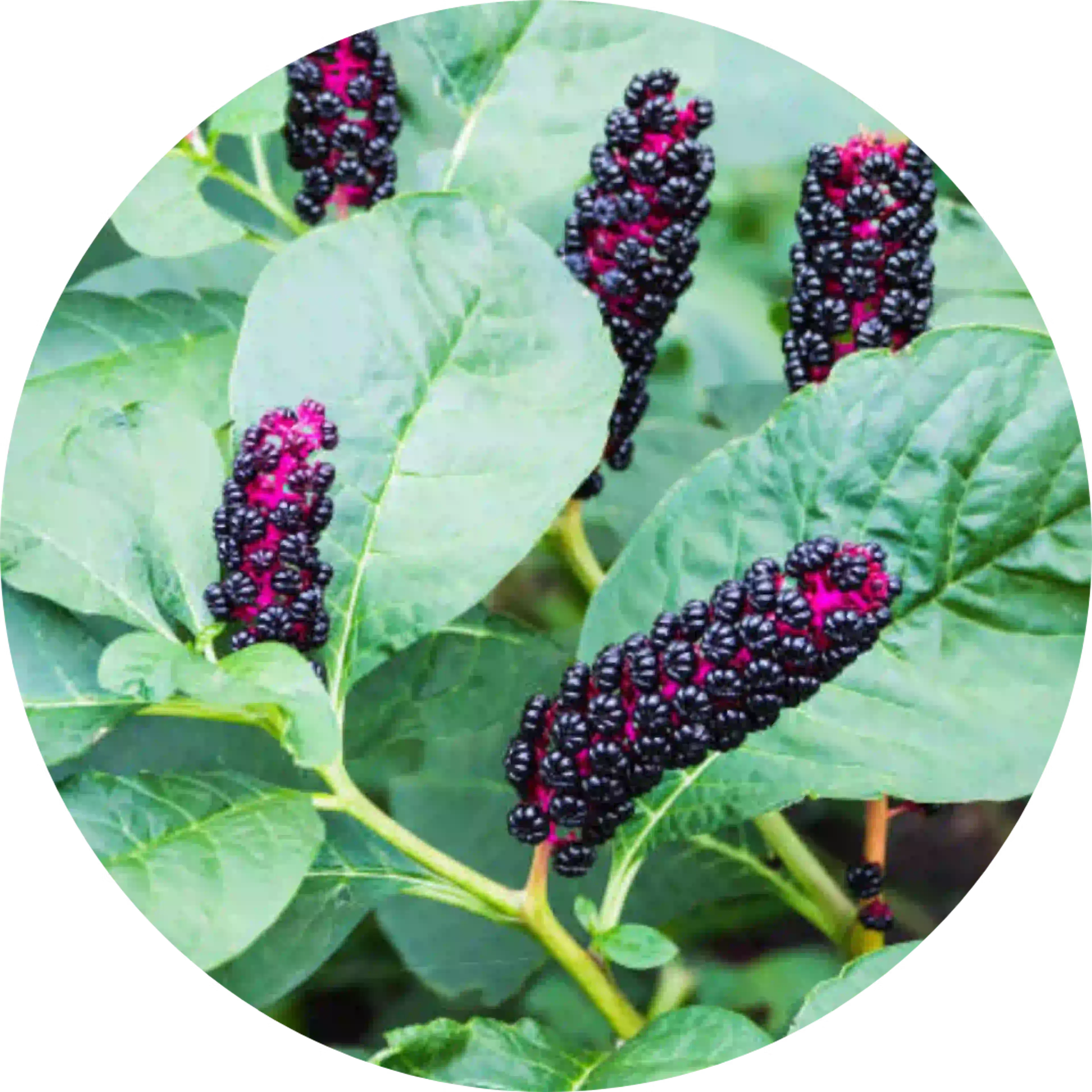 composant actif laryngotabs maux de gorge phytolacca decandra