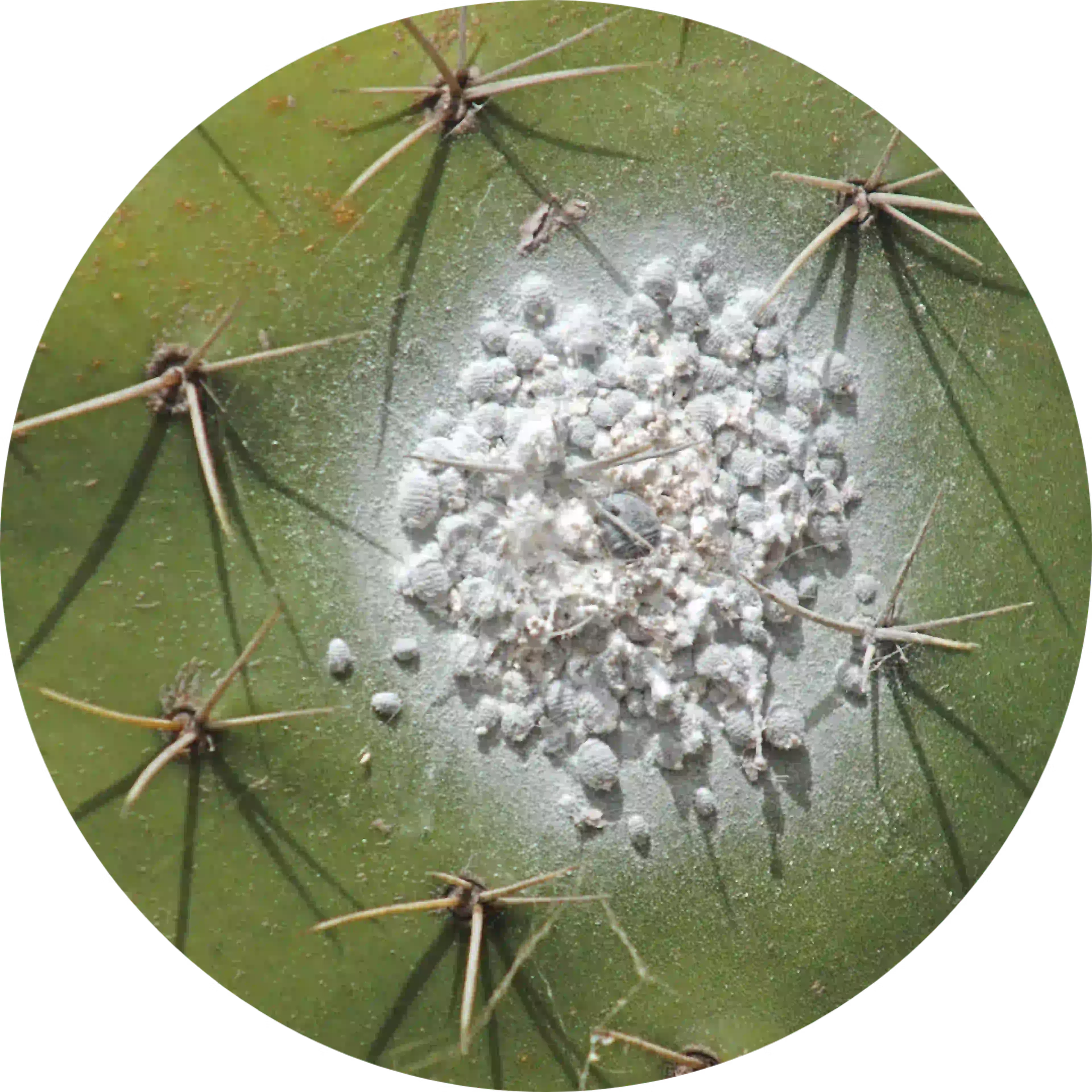 werkzame stof drosetux droge hoest coccus cacti