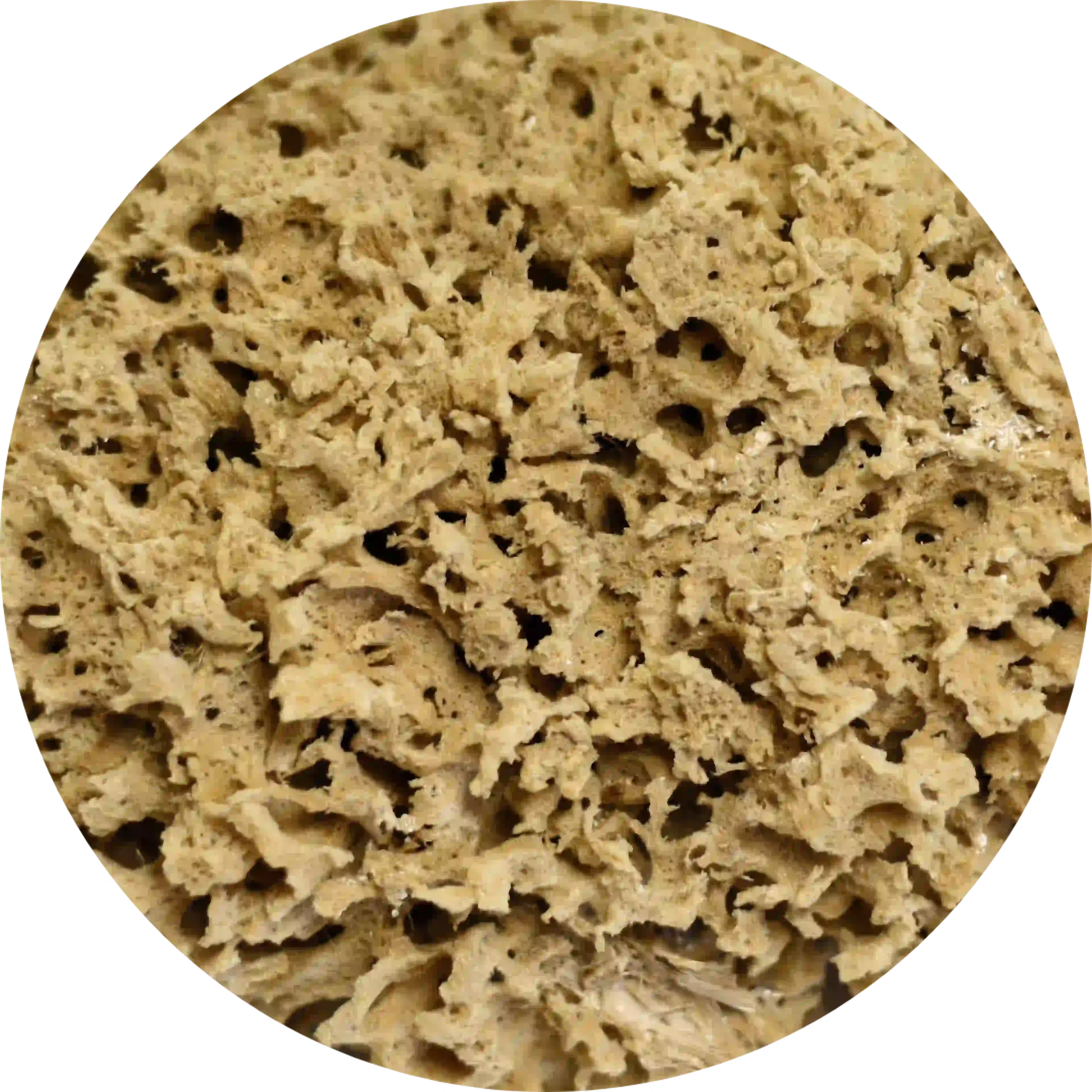 composant actif laryngotabs maux de gorge spongia tosta