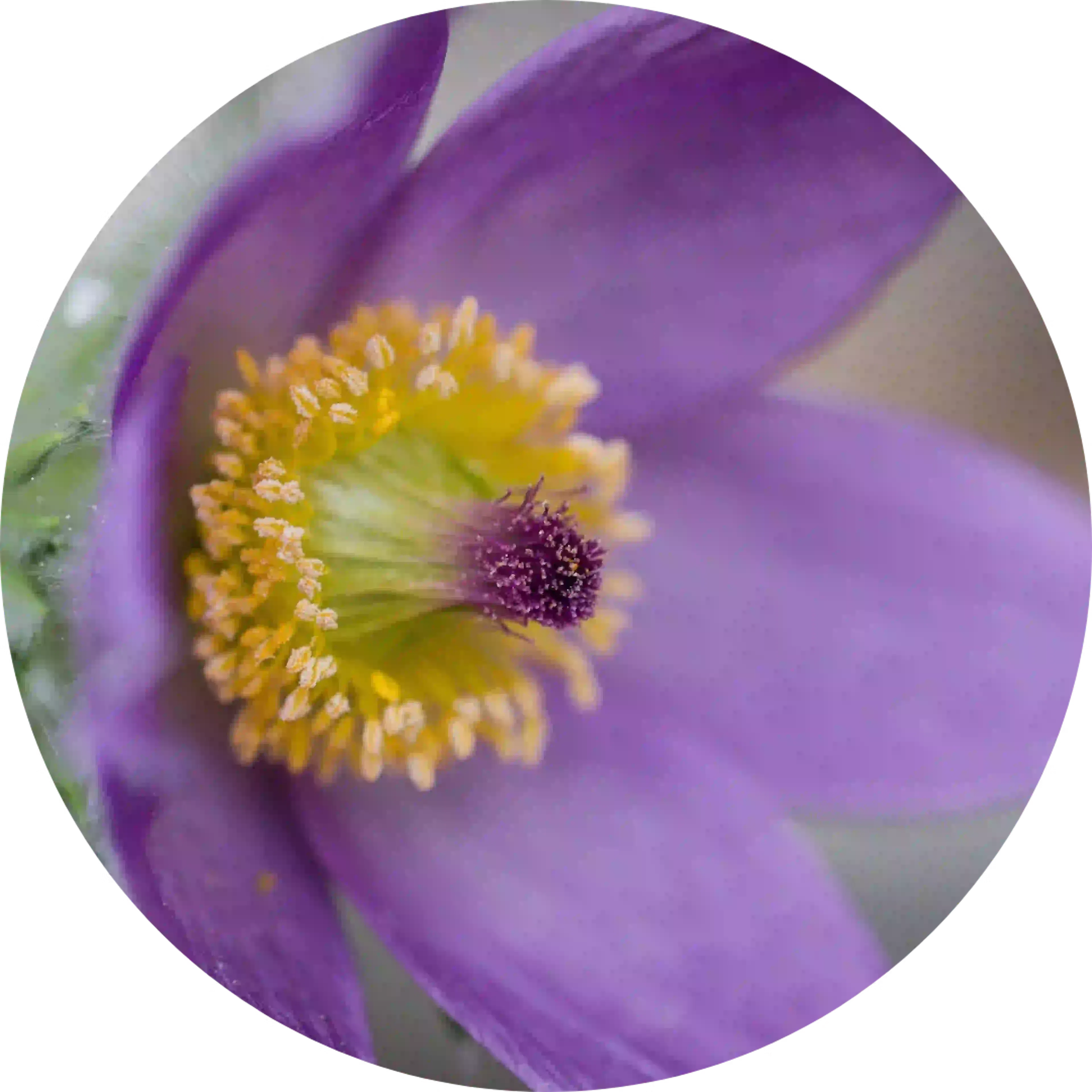 composant actif laryngotabs maux de gorge pulsatilla