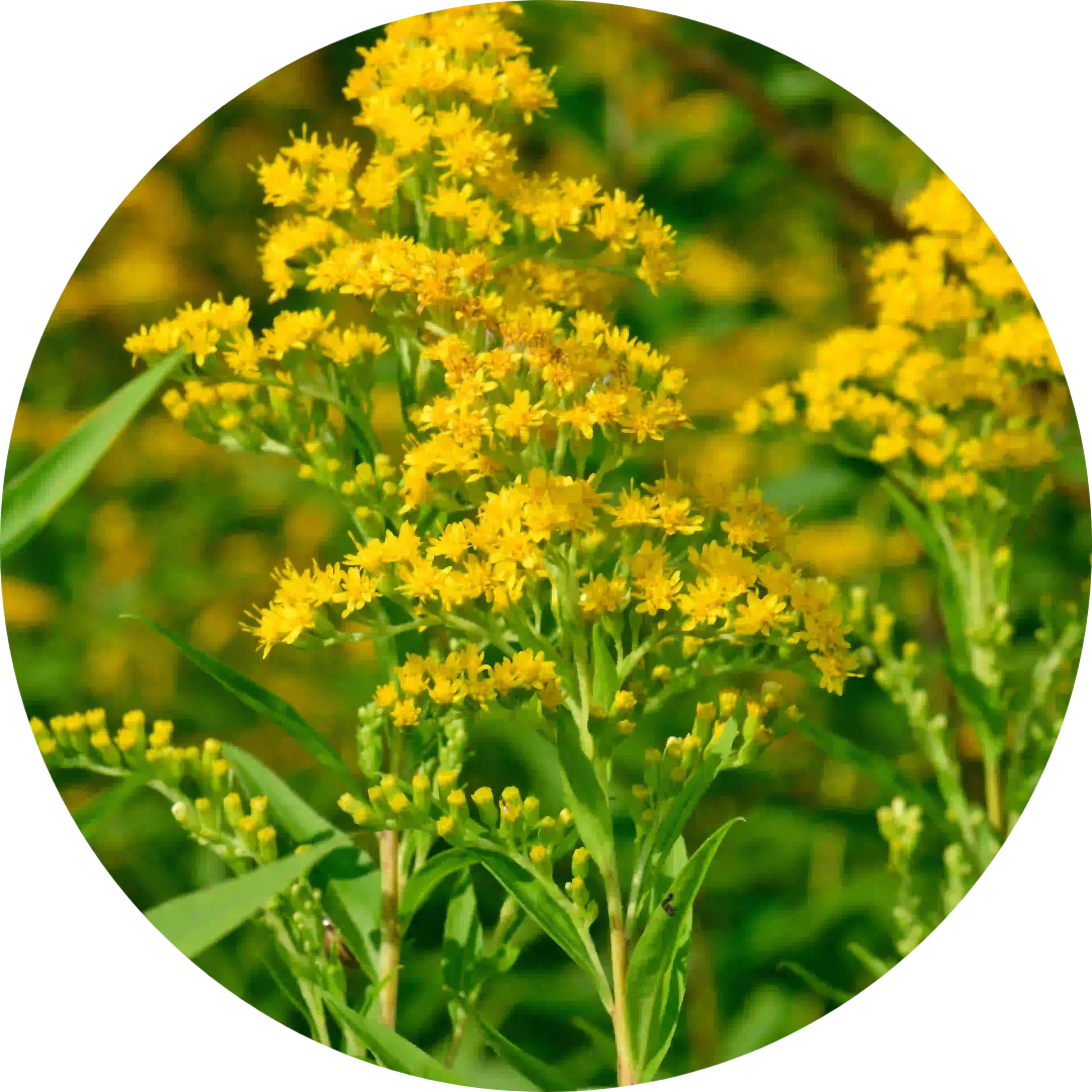 actief bestanddeel drosetux droge hoest solidago virga aurea
